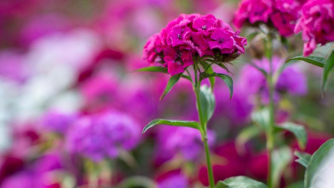 Røde og lilla studenternelliker er et smukt syn.