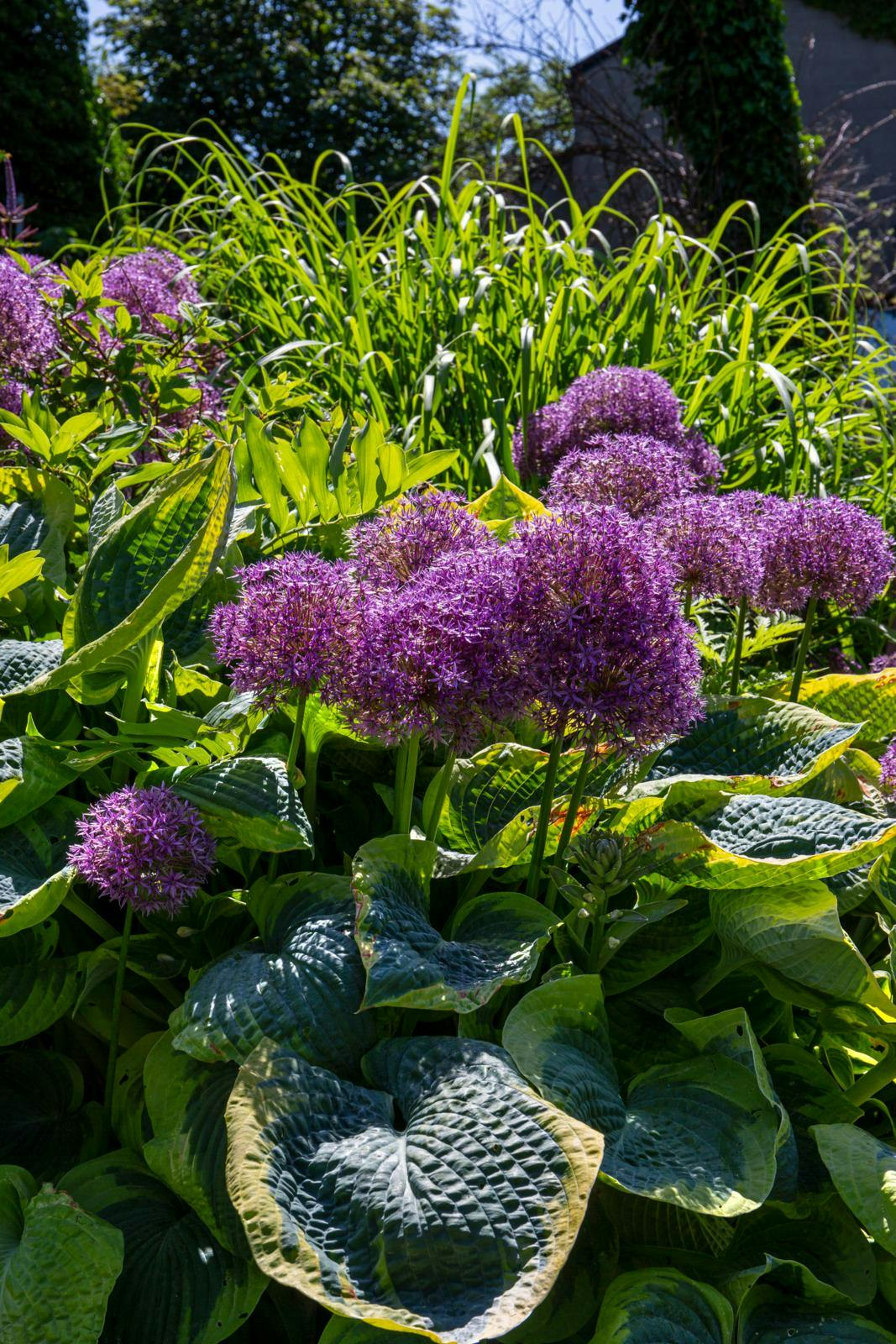 Prydgræs og allium samt hosta
