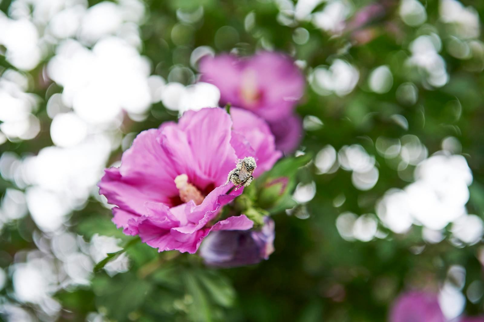 Syrisk rose har et delikat udseende, som er eftertragtet i mange haver.
