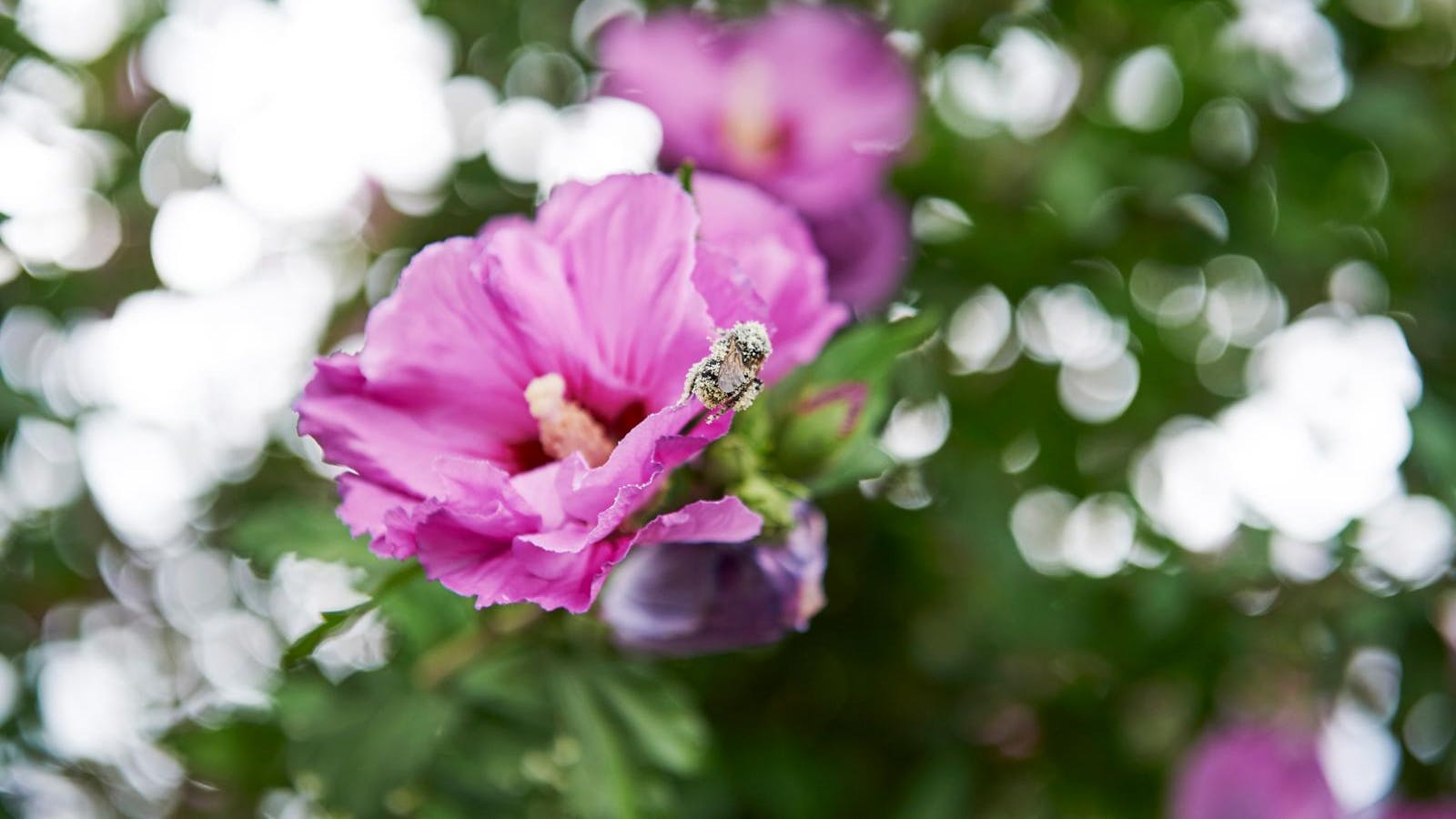 Syrisk rose har et delikat udseende, som er eftertragtet i mange haver.