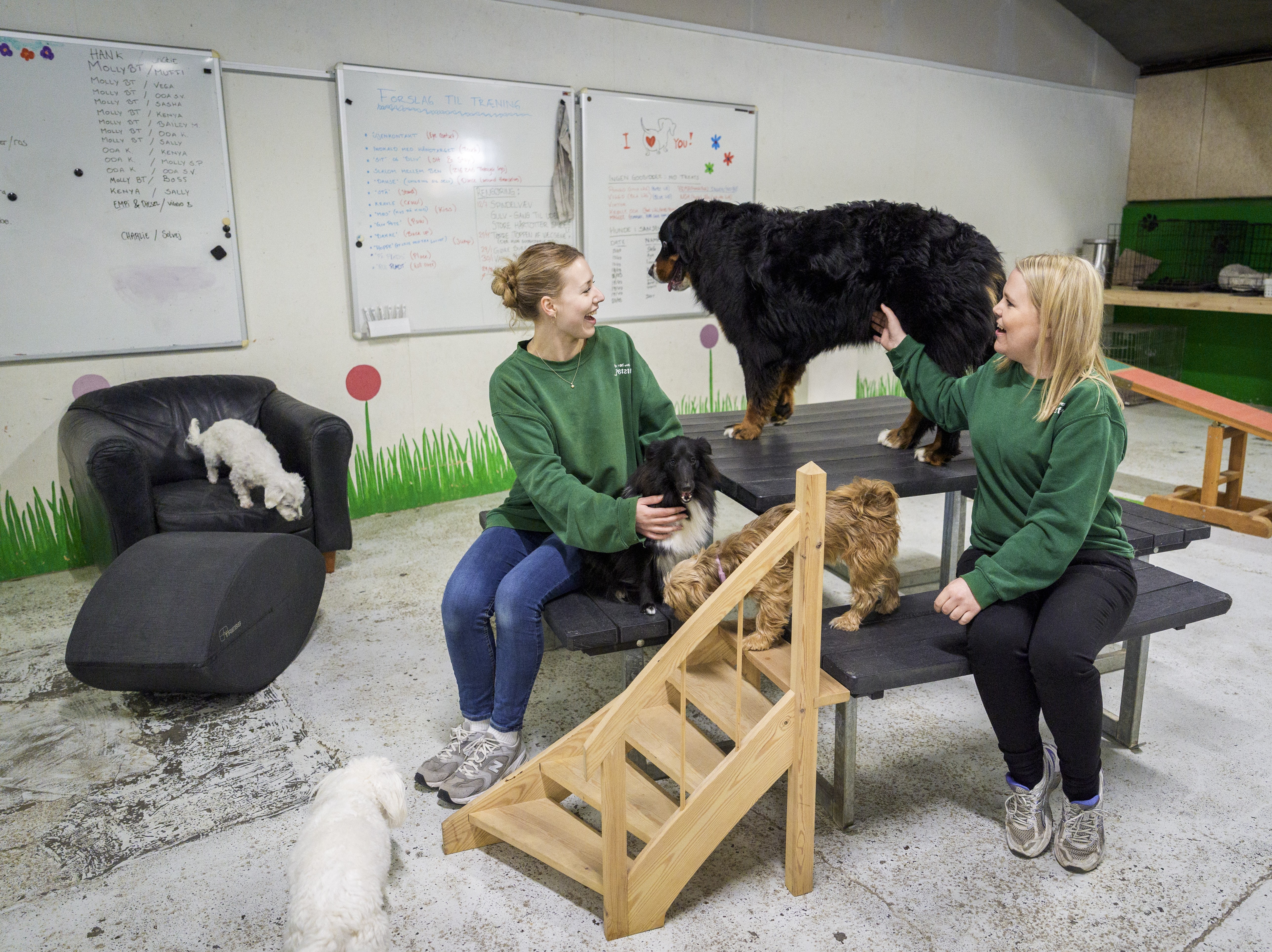 Hunde i hundehaven Potefryd