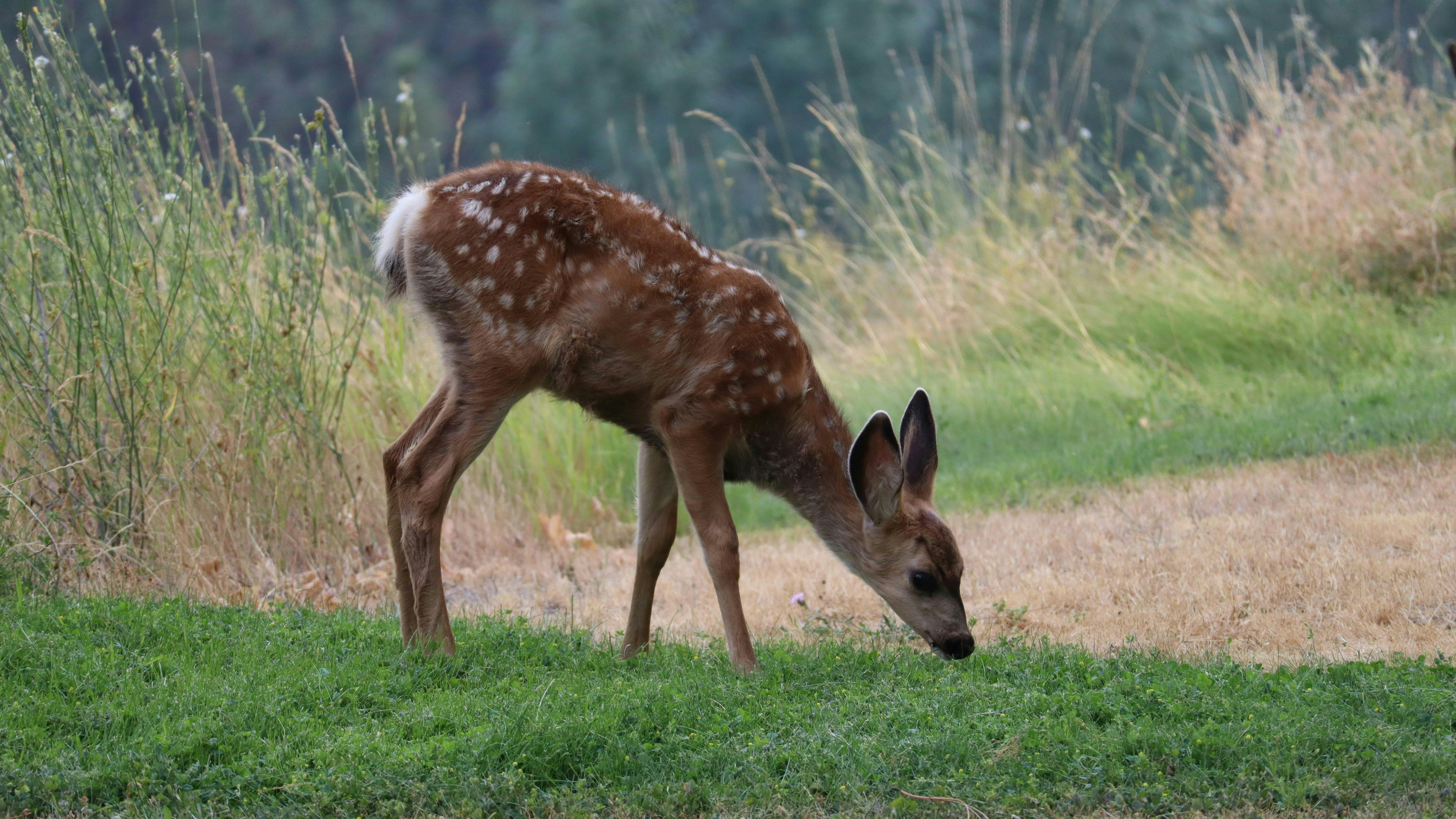 Rådyr er sultne året rundt, men især om foråret ødelægger de planter og småtræer.