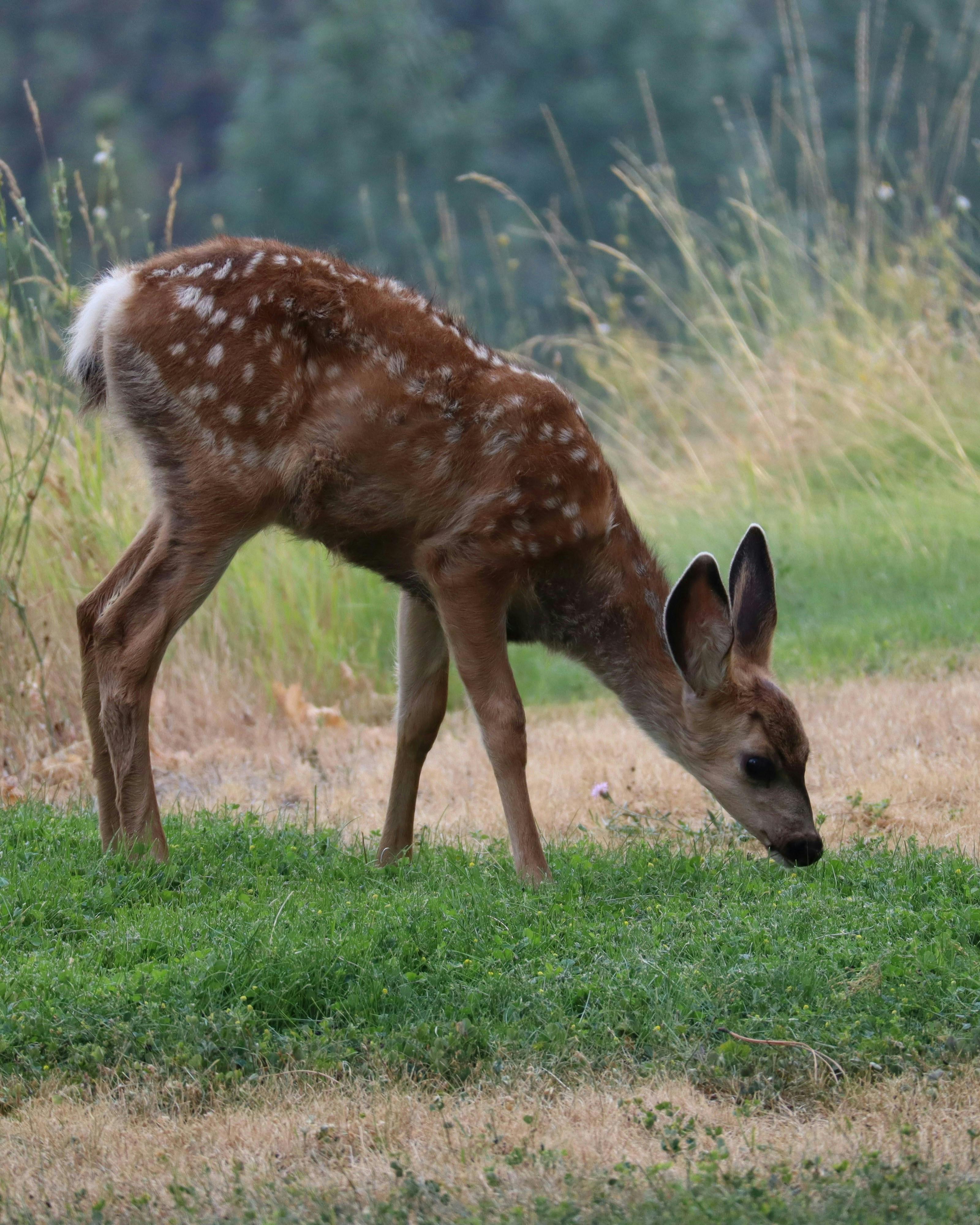 Rådyr er sultne året rundt, men især om foråret ødelægger de planter og småtræer.