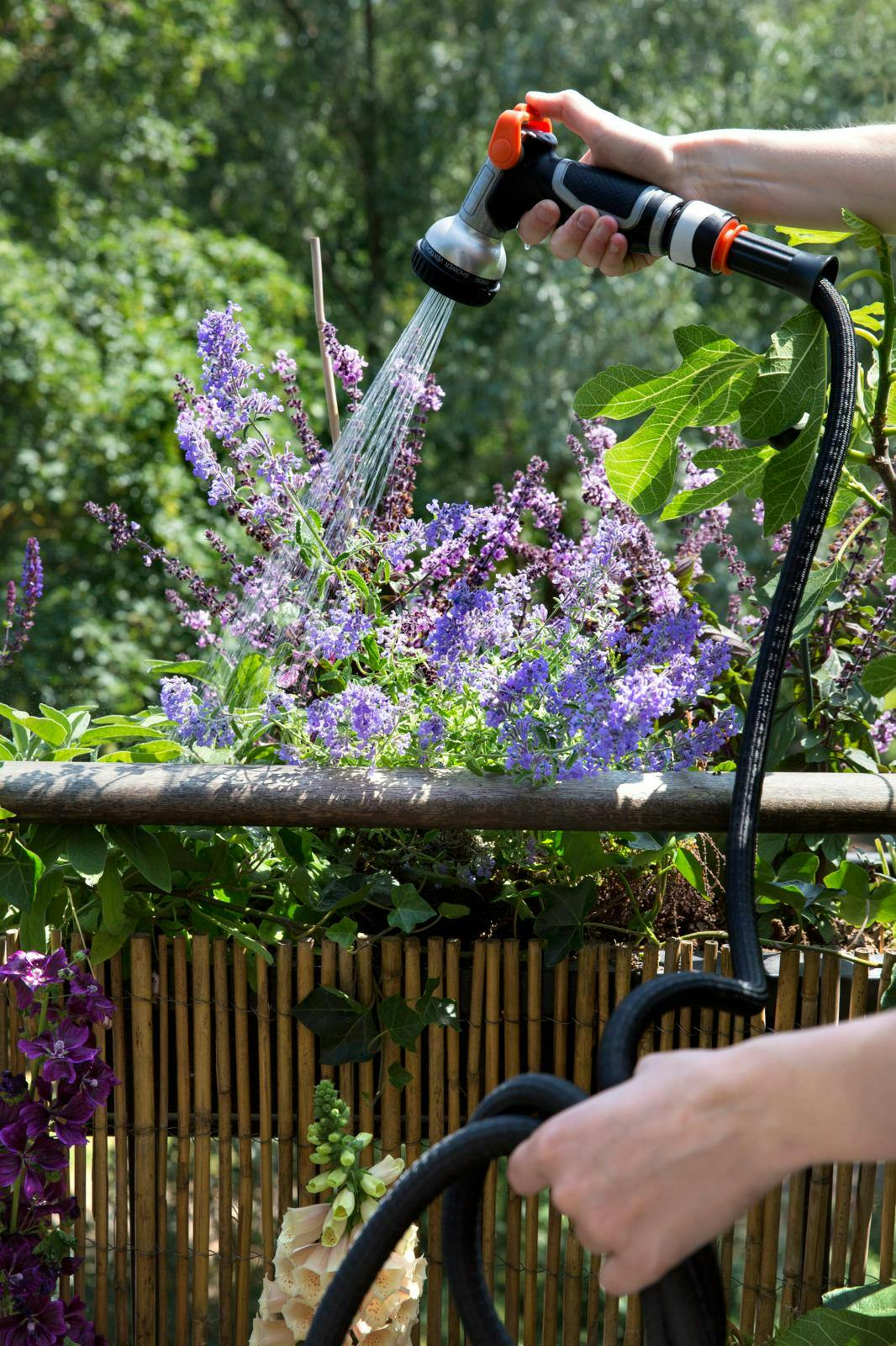 Vanding af blomster på altanan
