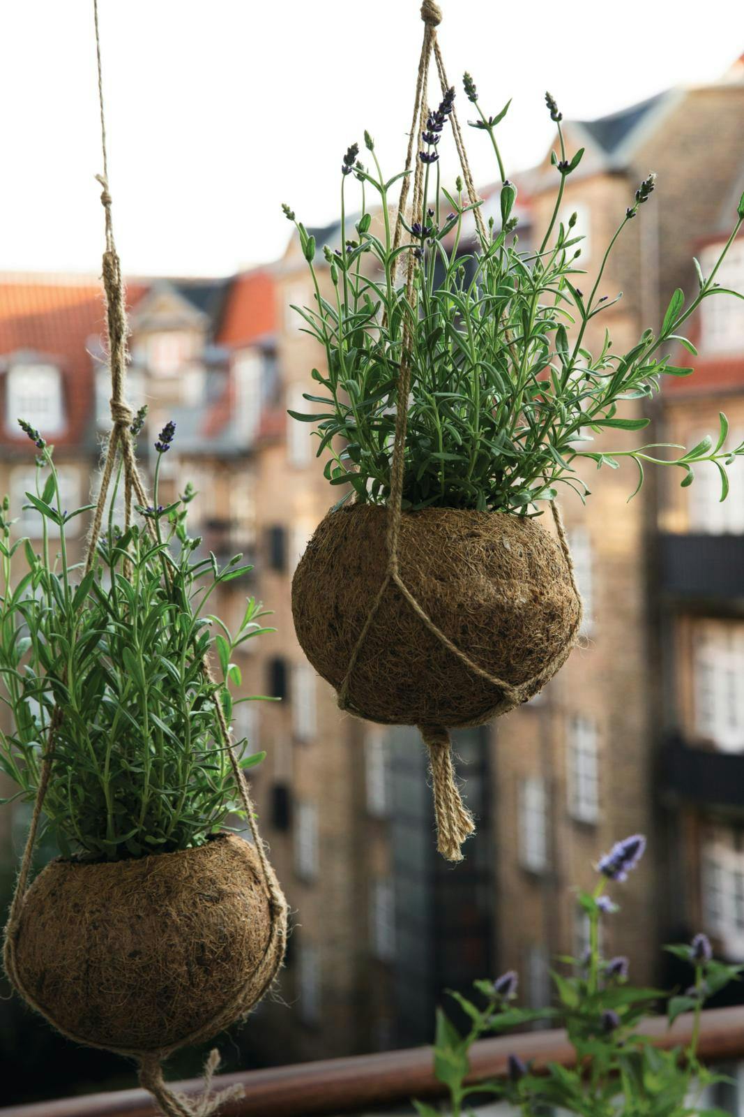 Hængeplanter