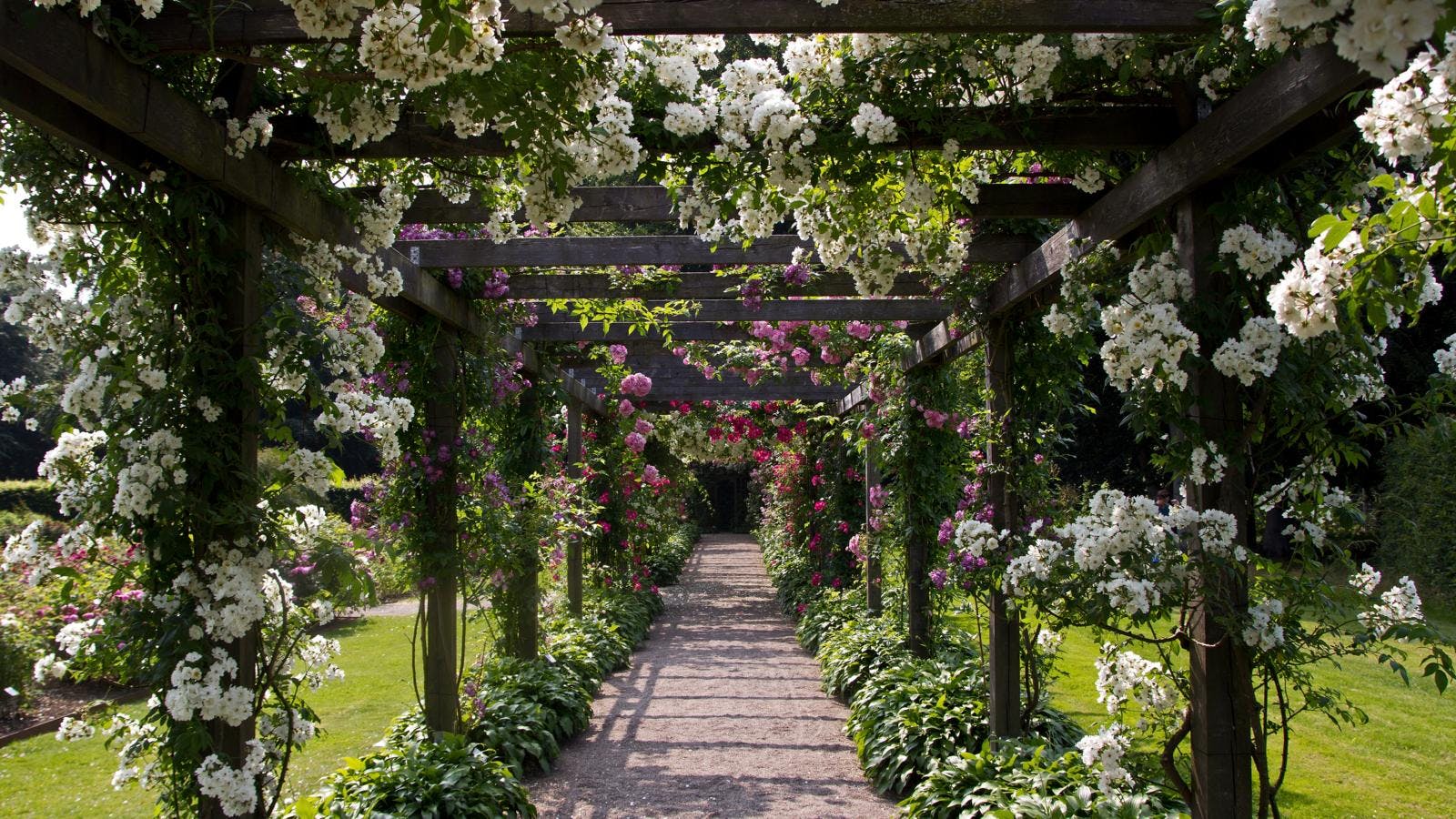 Slyngroser på Fredriksdal i Sverige