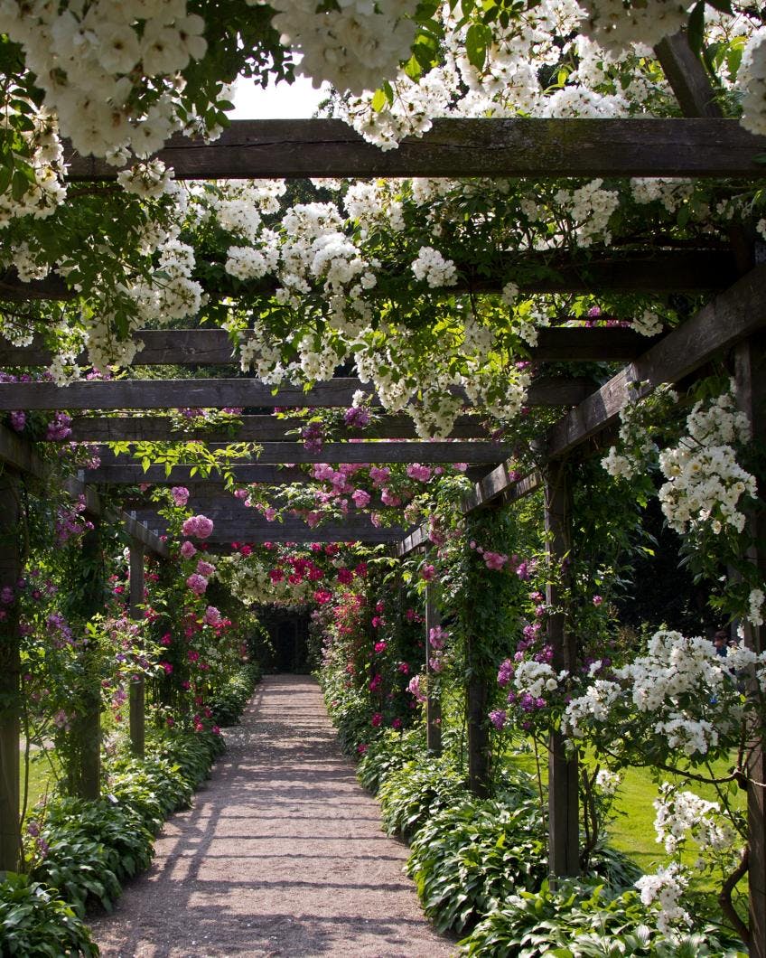 Slyngroser på Fredriksdal i Sverige