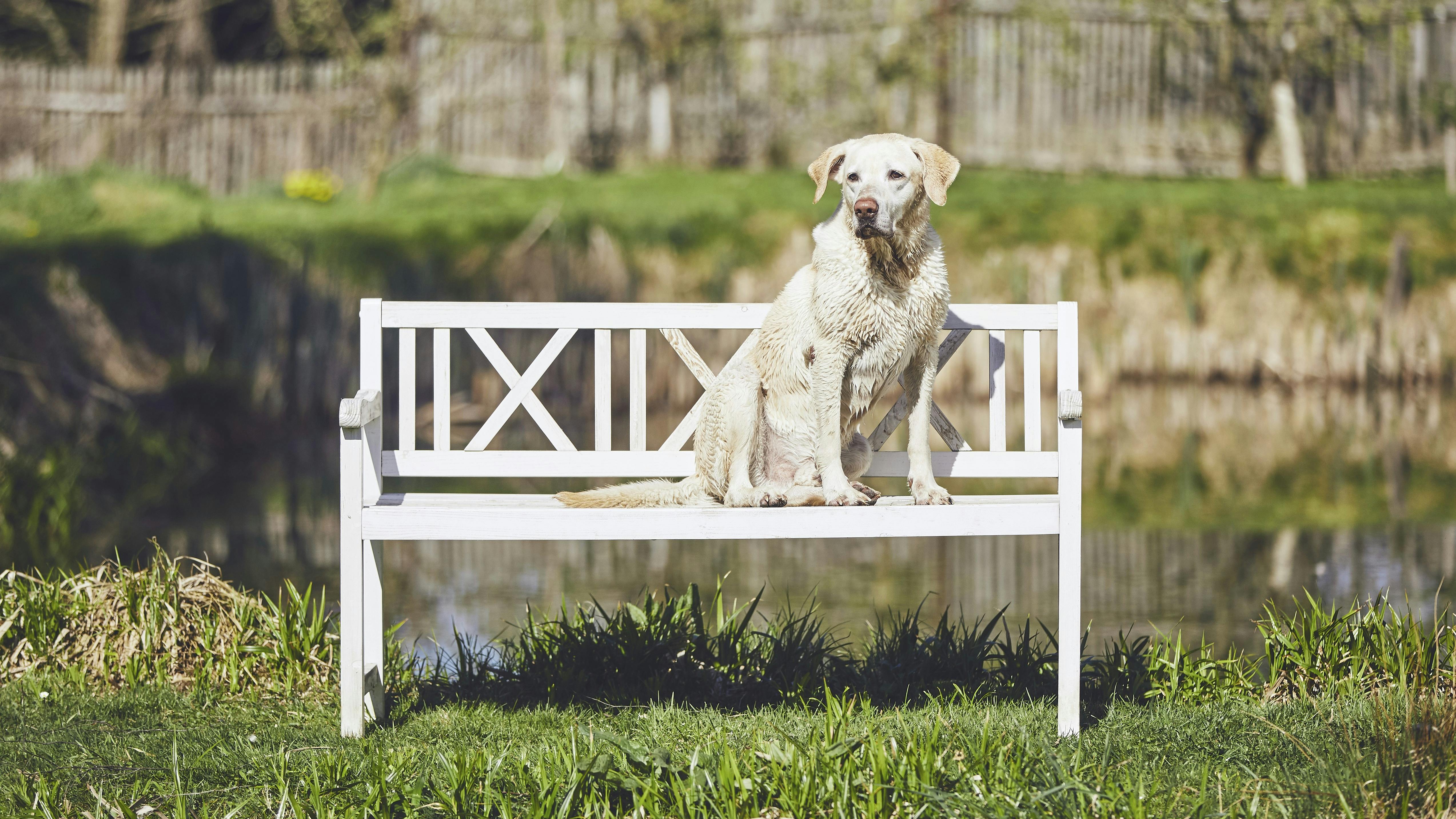 Gammel hund sidder på en bænk