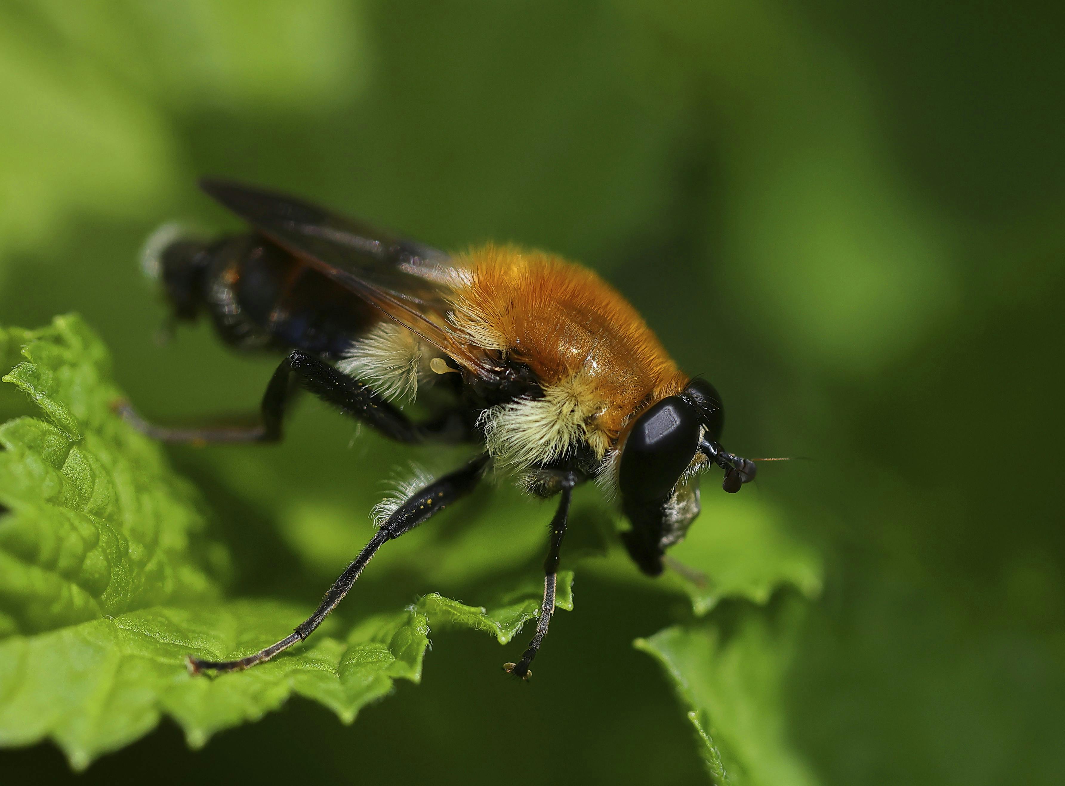 Michaels begejstring var stor, da han fik et billede i kassen af den uldhårede pelssvirreflue dagen inden Familie Journals besøg.