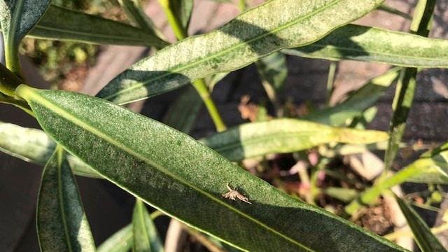Nerie-blad med hul på.