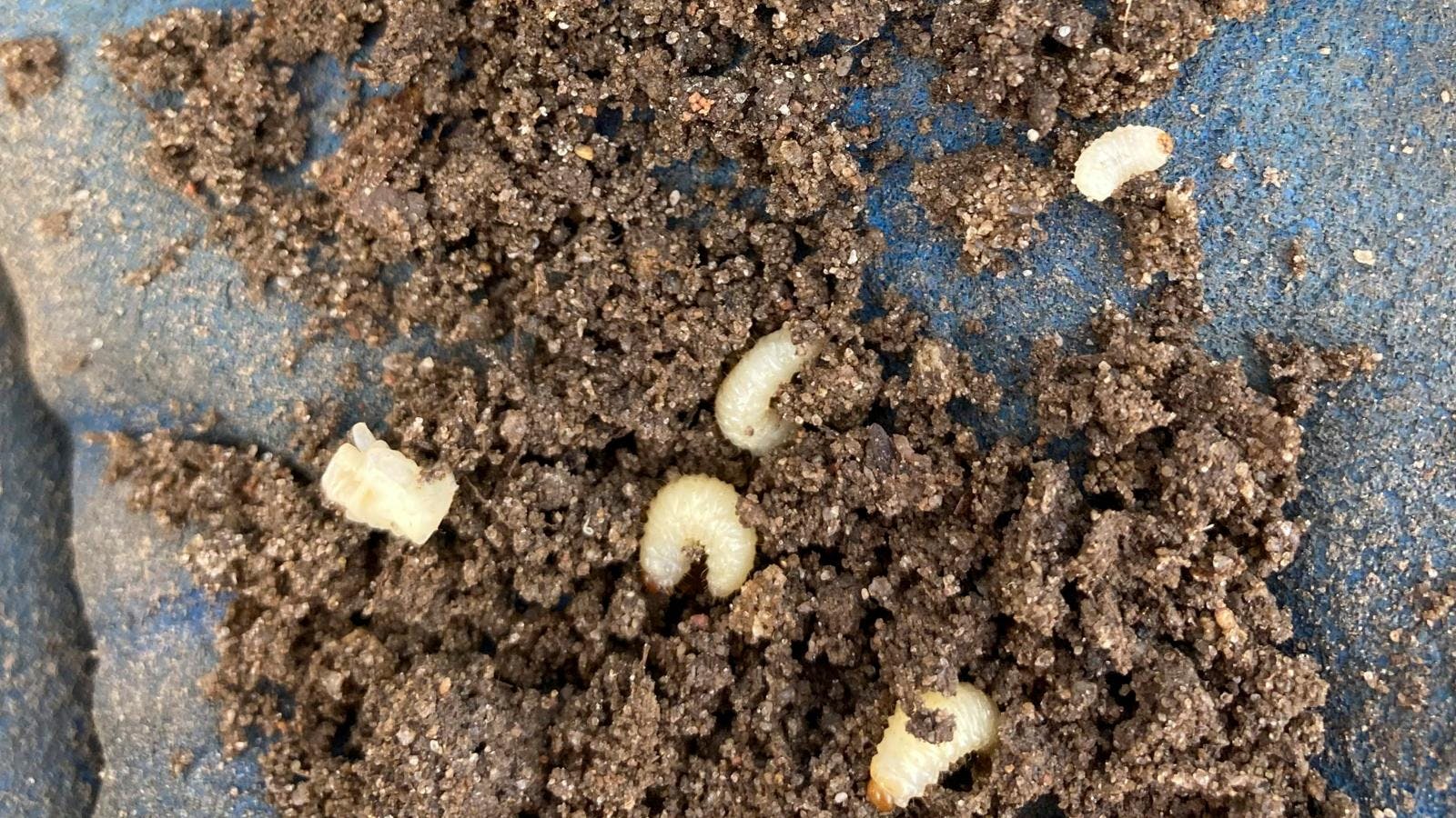 Hvide larver ligger i en bunke jord.