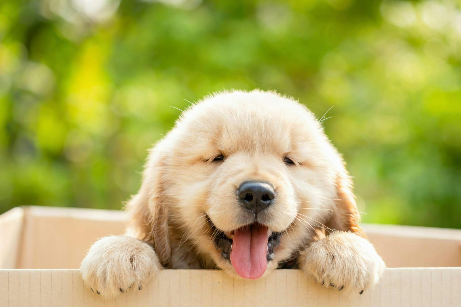 En golden retriever hvalp stikker hovedet op af en papkasse