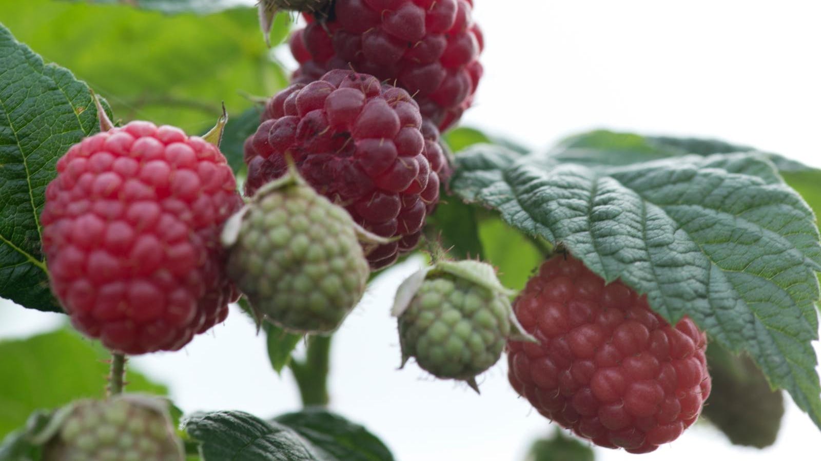 Grønne og røde hindbær på stilk.