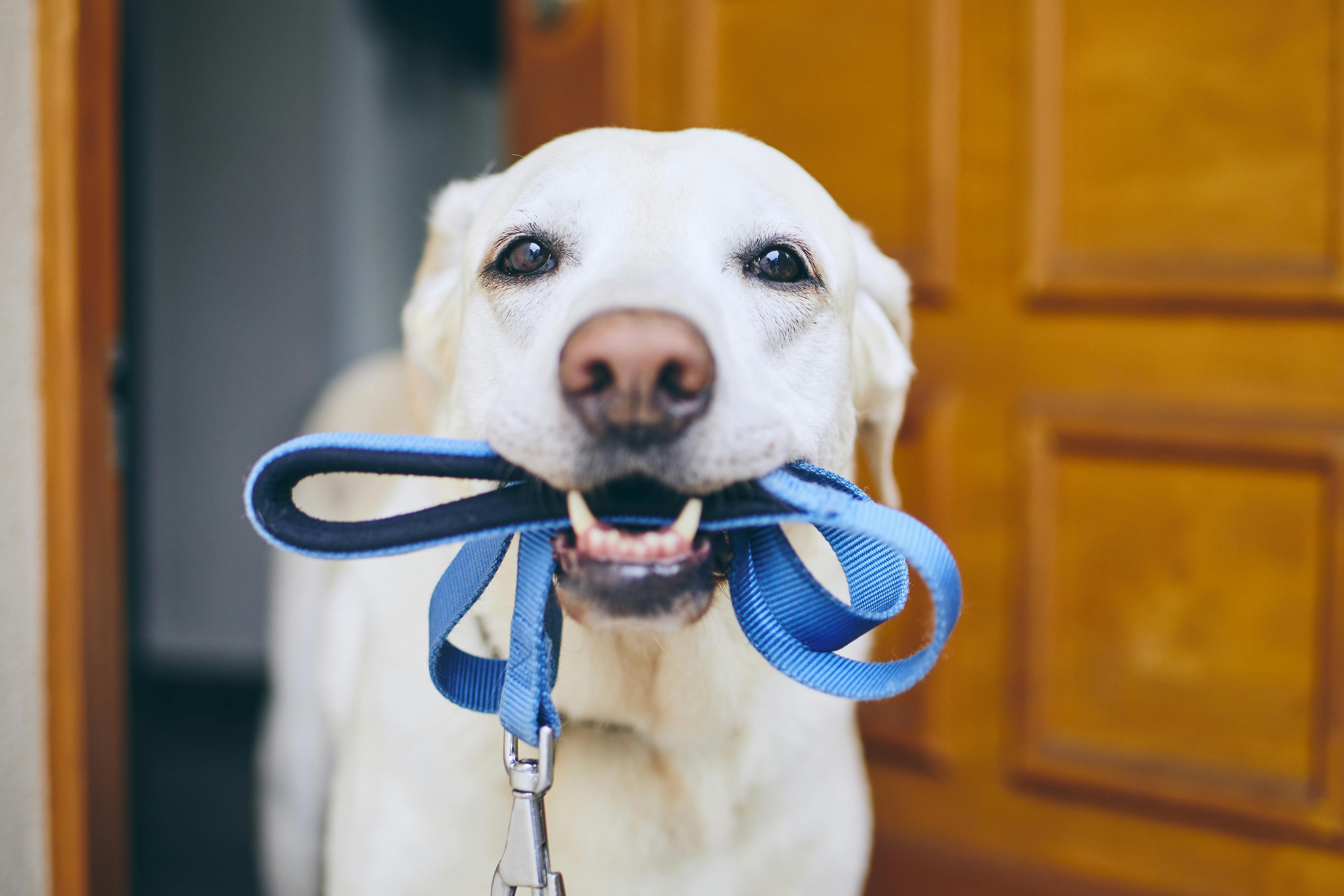 Labrador-hund med sin snor i munden