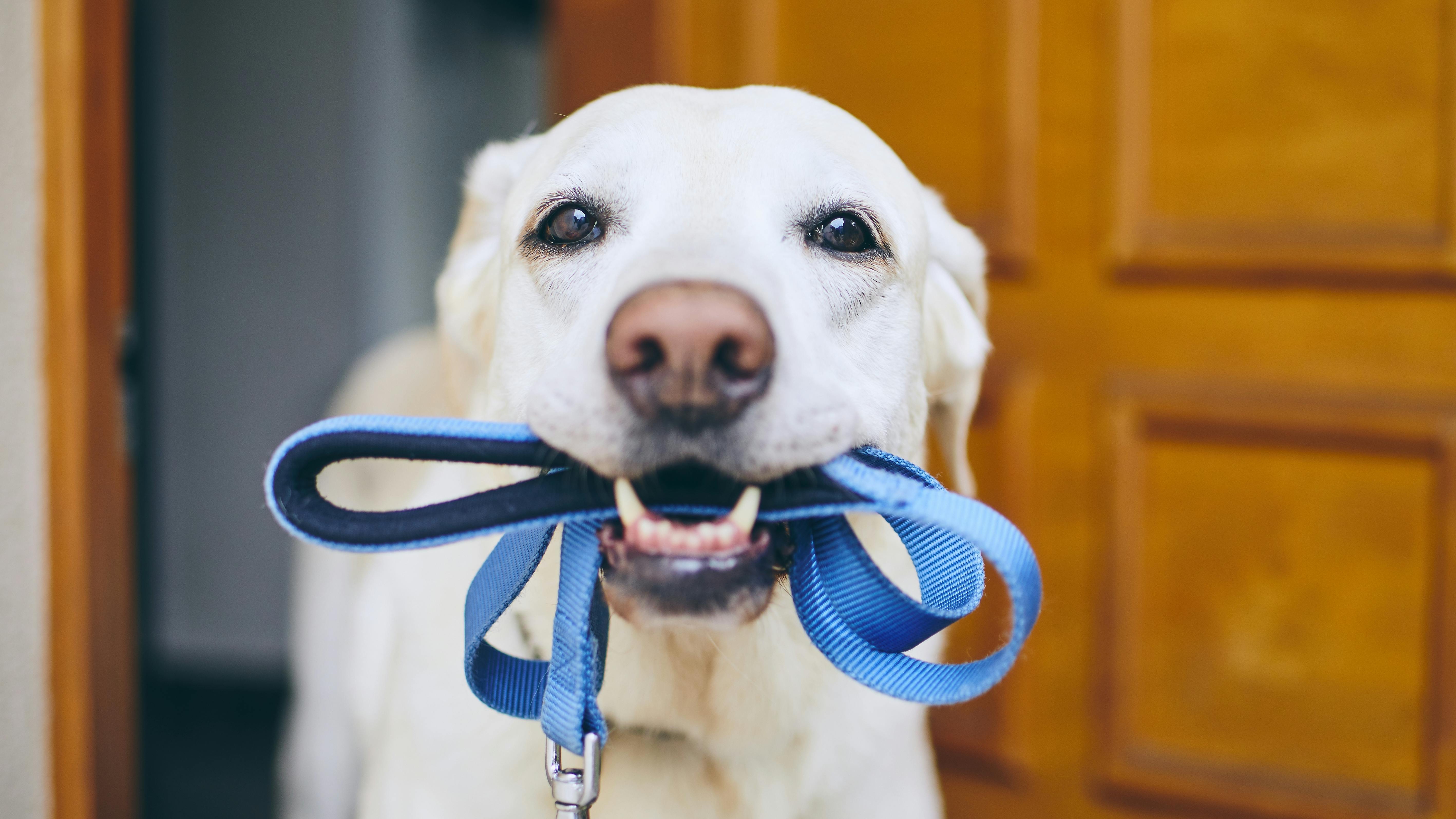 Labrador-hund med sin snor i munden