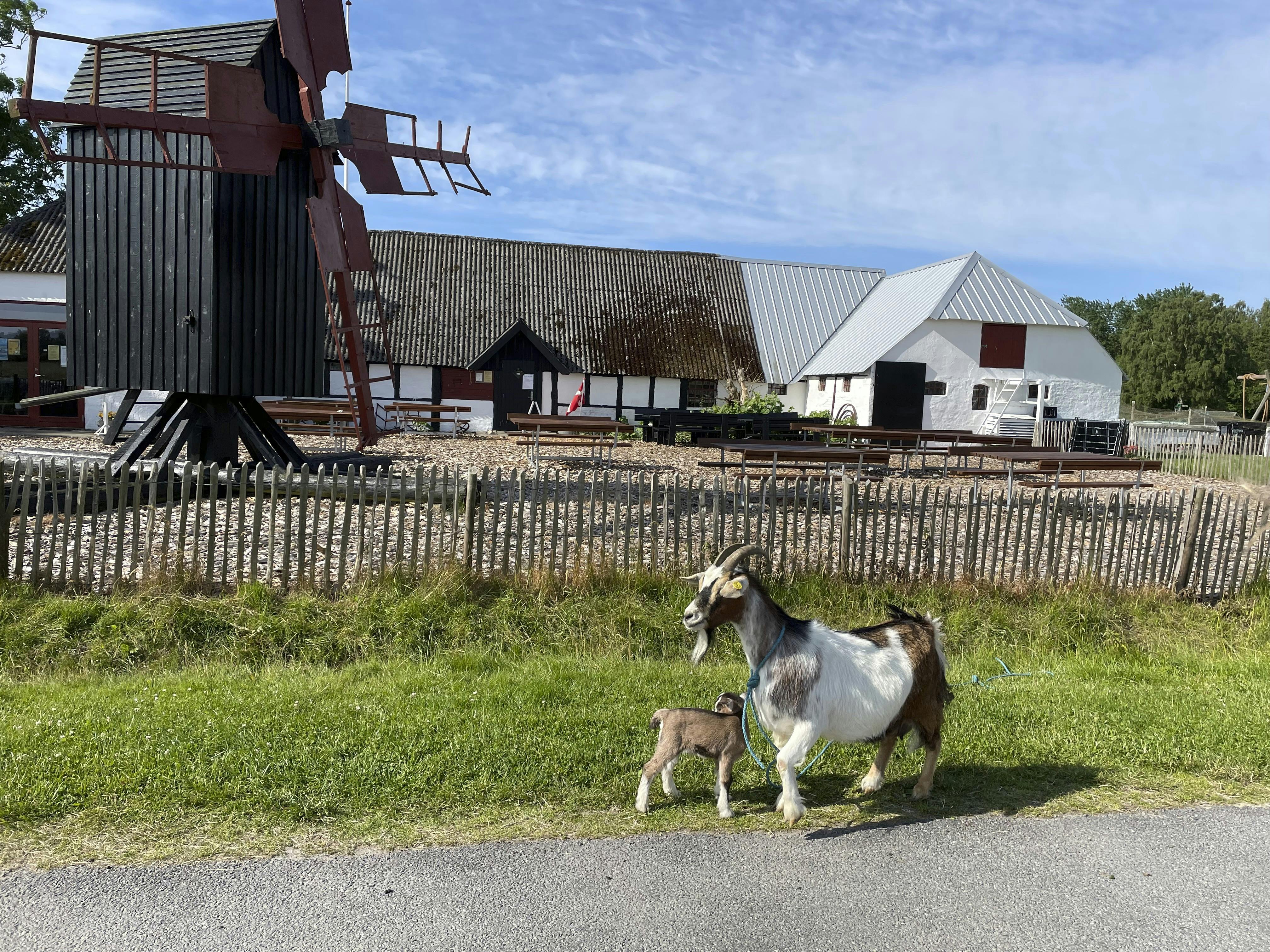 På besøg i Storhaven på Læsø