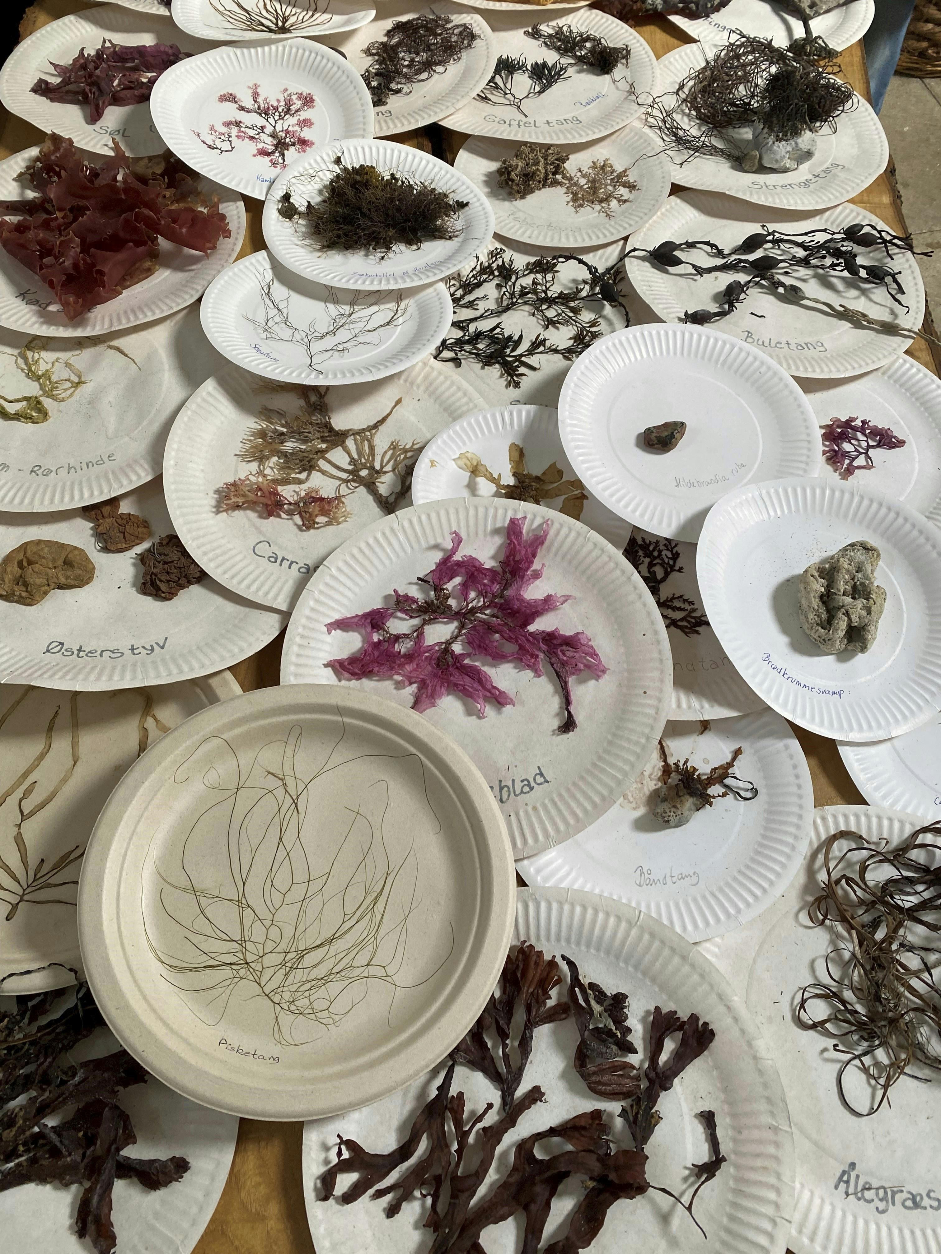 Tangsafari på Læsø.