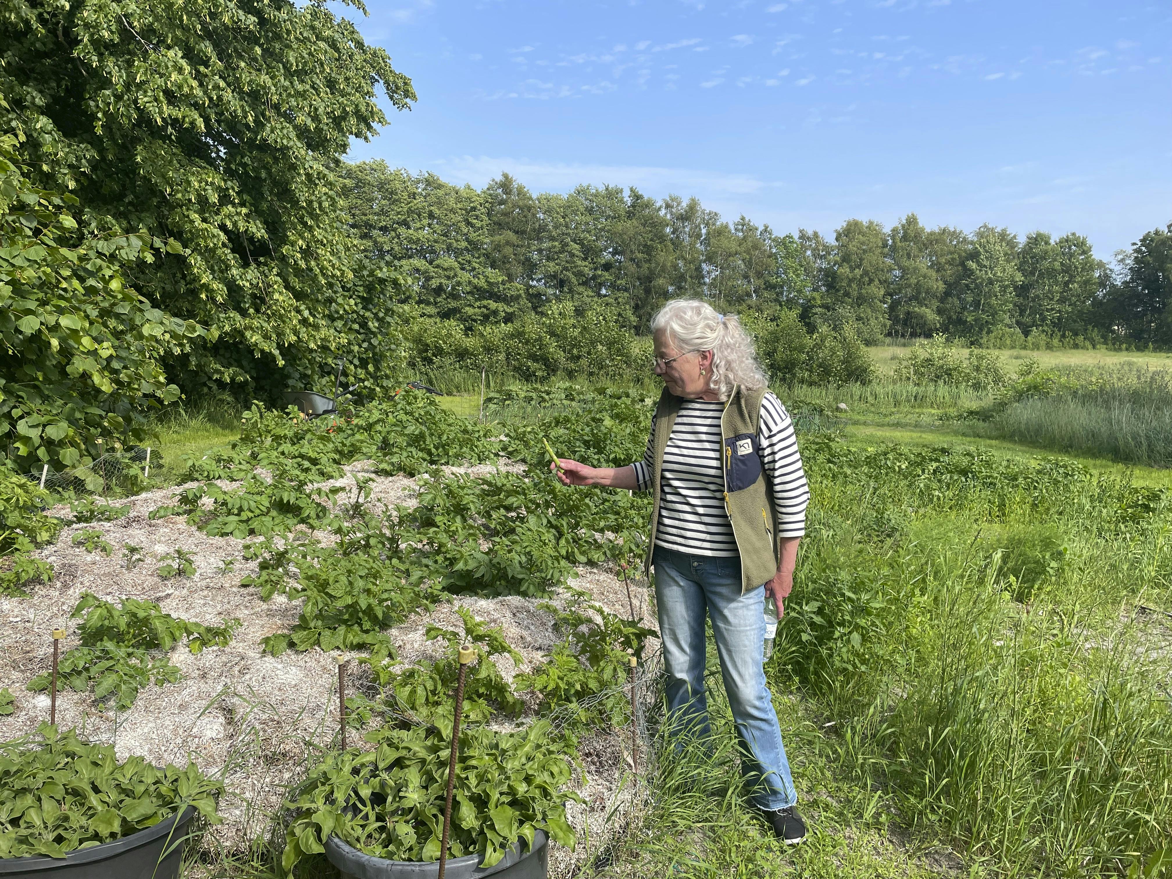 Tangsafari på Læsø.
