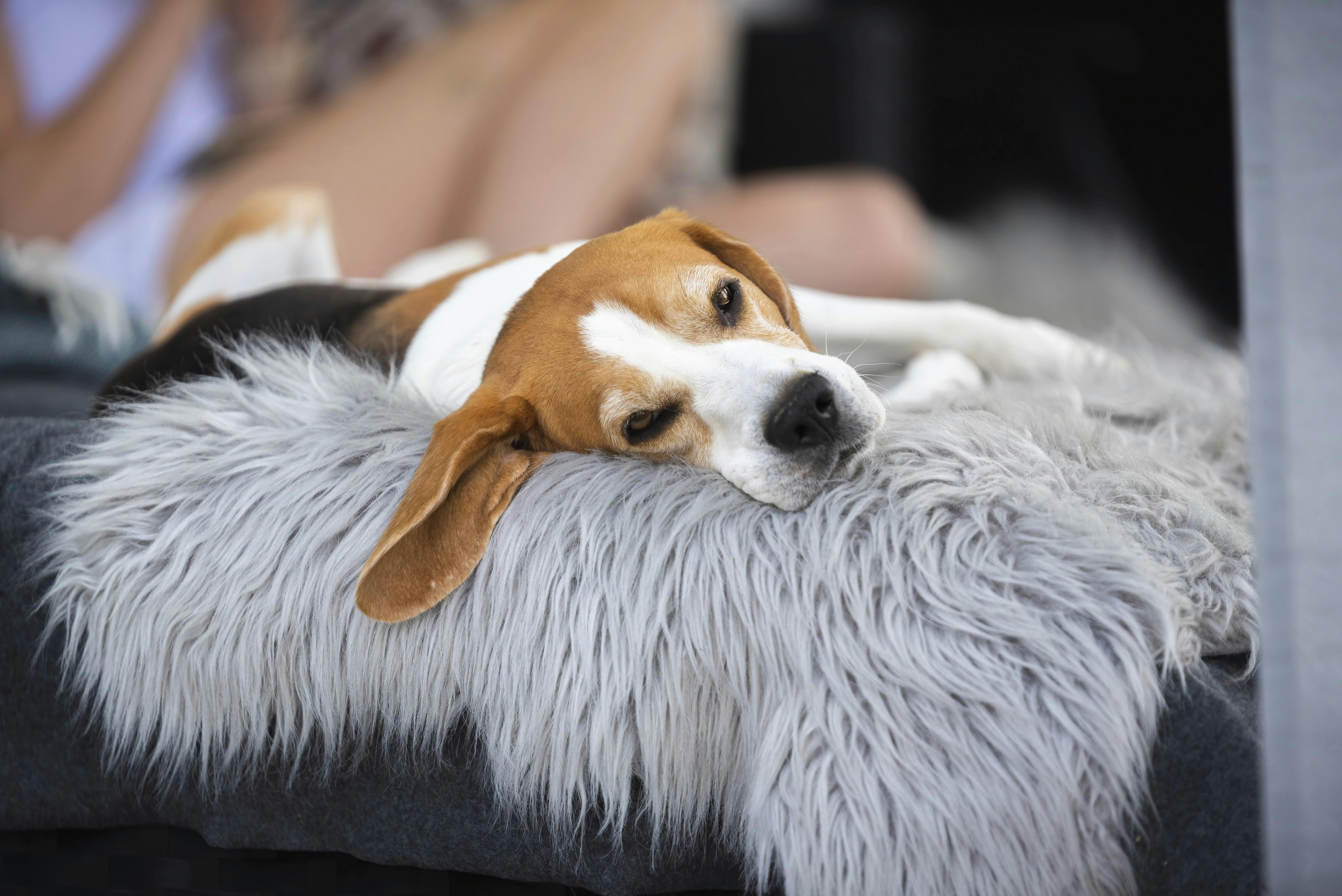 Hund der ligger i sin kurv