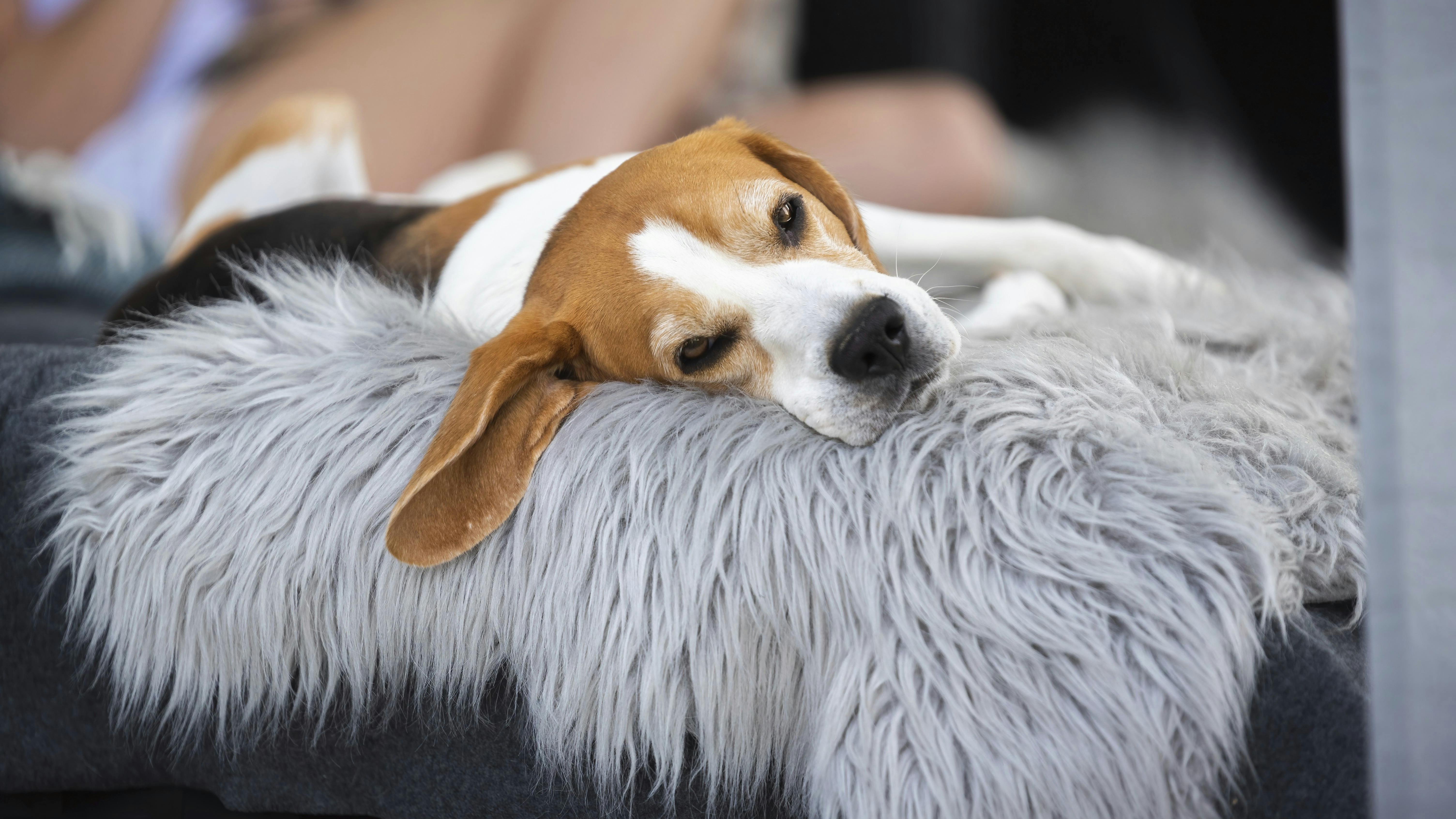 Hund der ligger i sin kurv