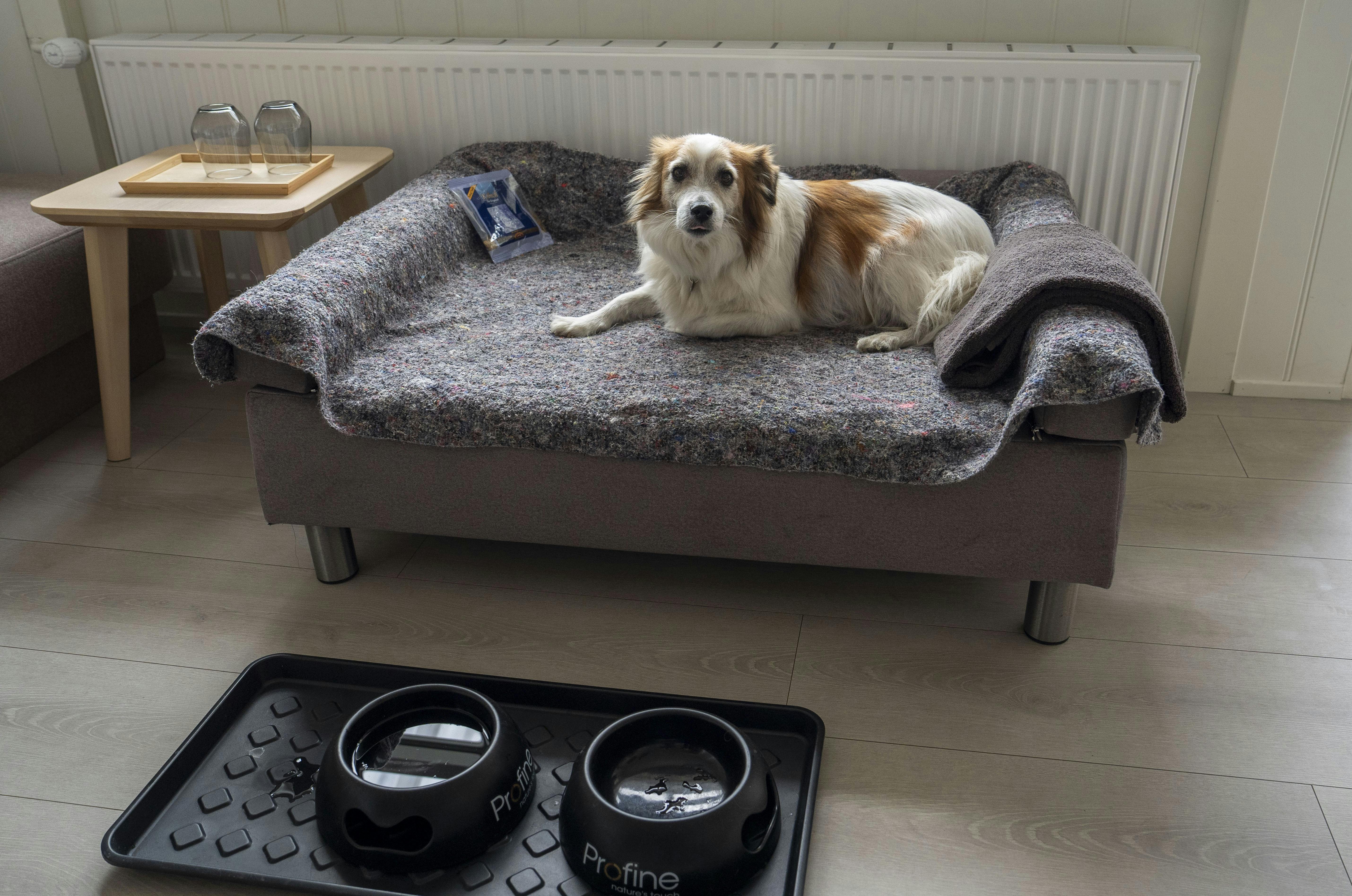 Hundesengen er redt op ved indtjekning, og i stedet for chokolade på hovedpuden er der hundegodbidder.
