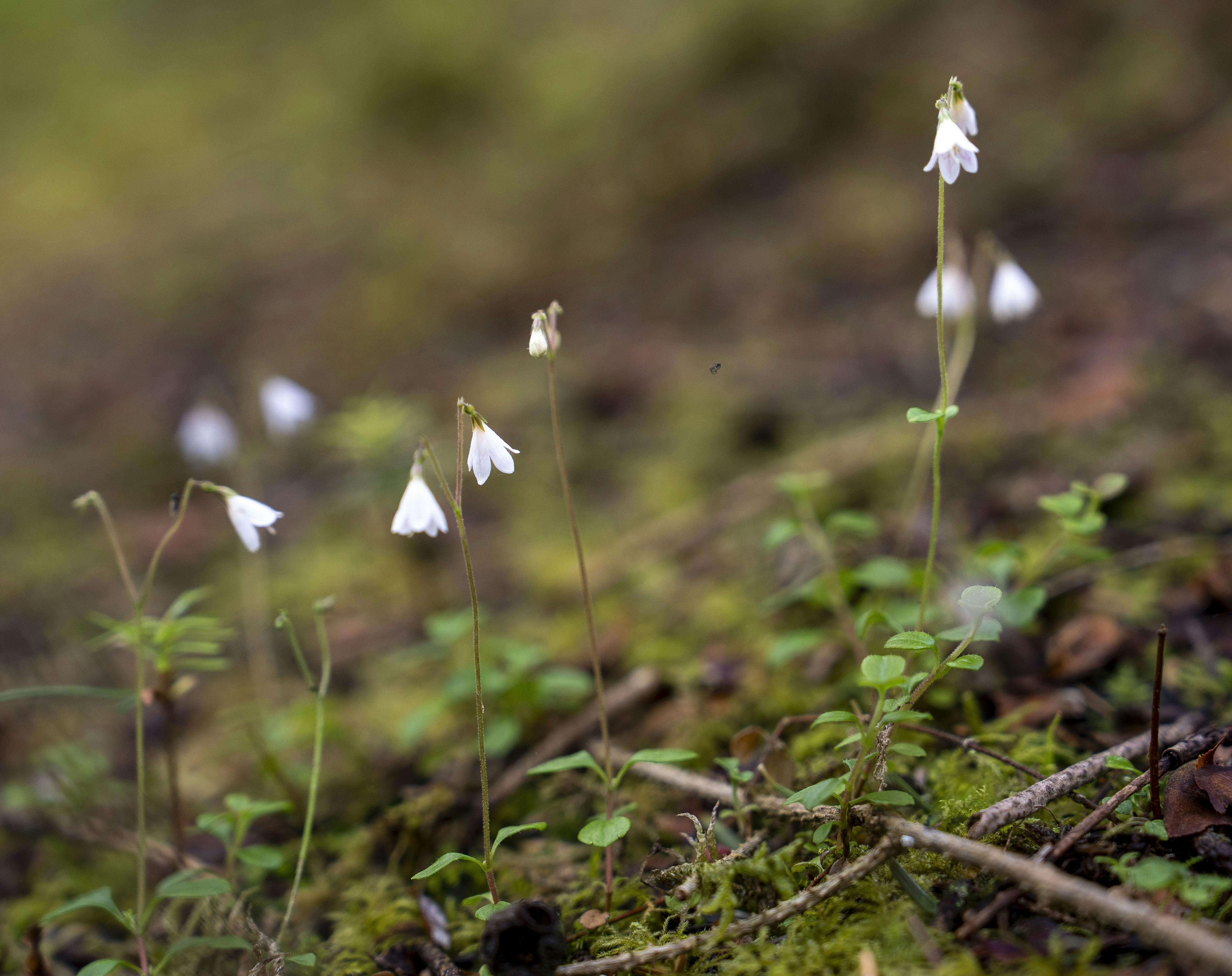 Jens og Else er begge frivillige hos Naturens Besøgsvenner, og der skal lidt overtalelse til, før de går med til at vise os den sjældne klokkeblomst, linnaea borealis, som de netop har fået indregistreret. 