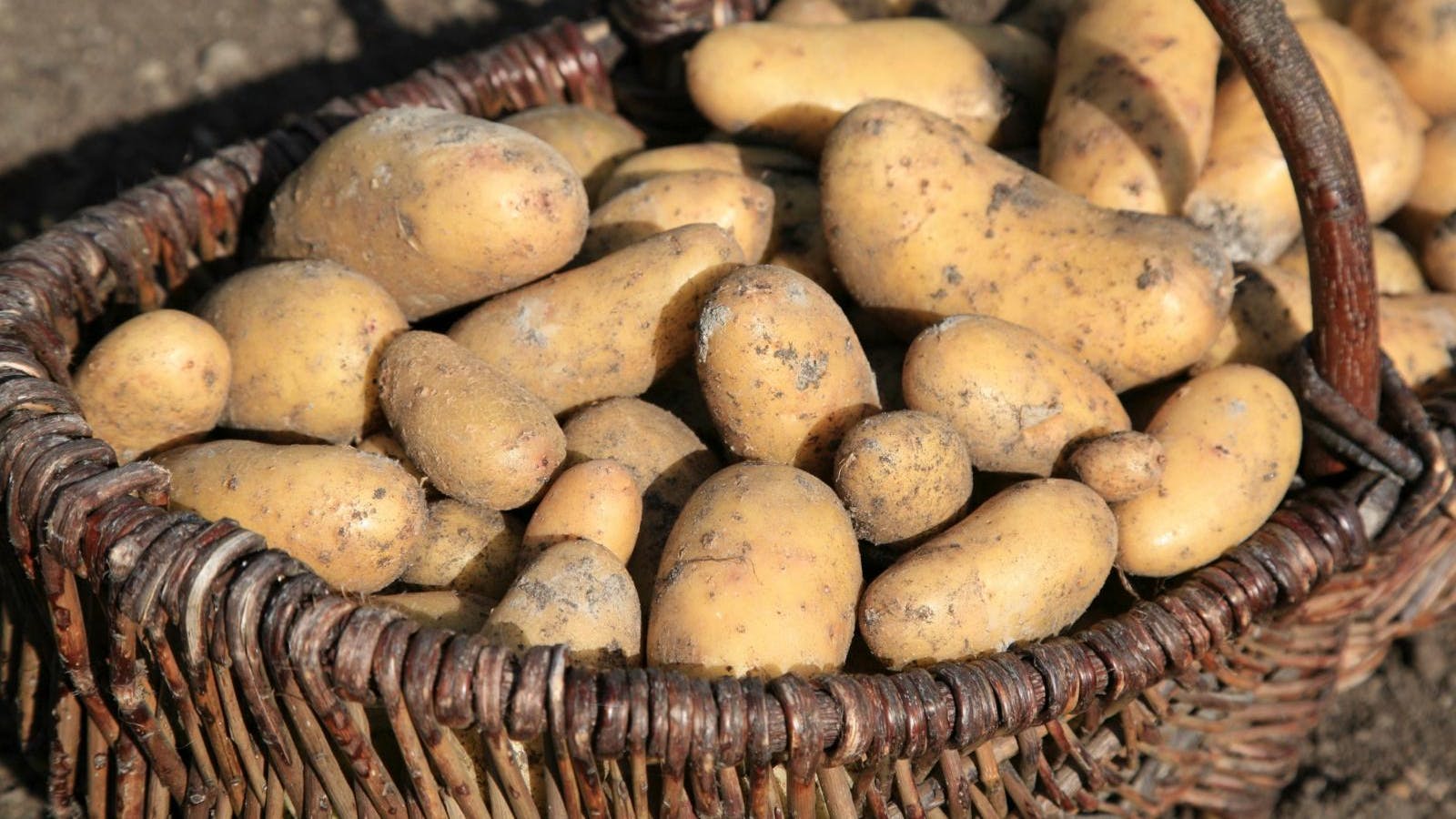 Kartofler i en kurv.