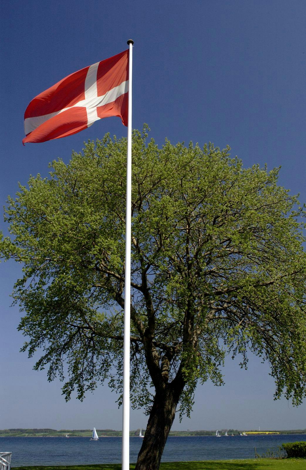 Dannebrog med et træ i baggrunden og blå himmel