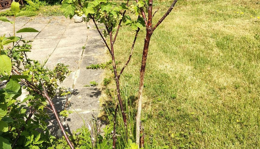 Busk i haven uden bark.