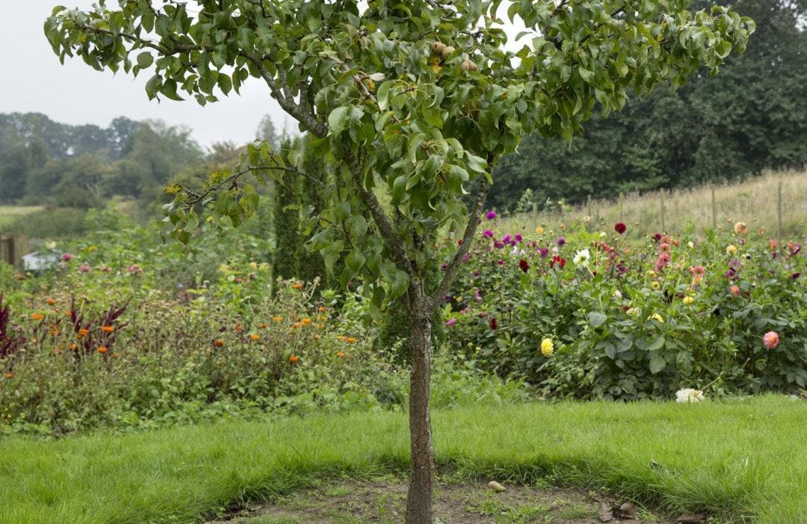 Et træ i en have omgivet af blomster