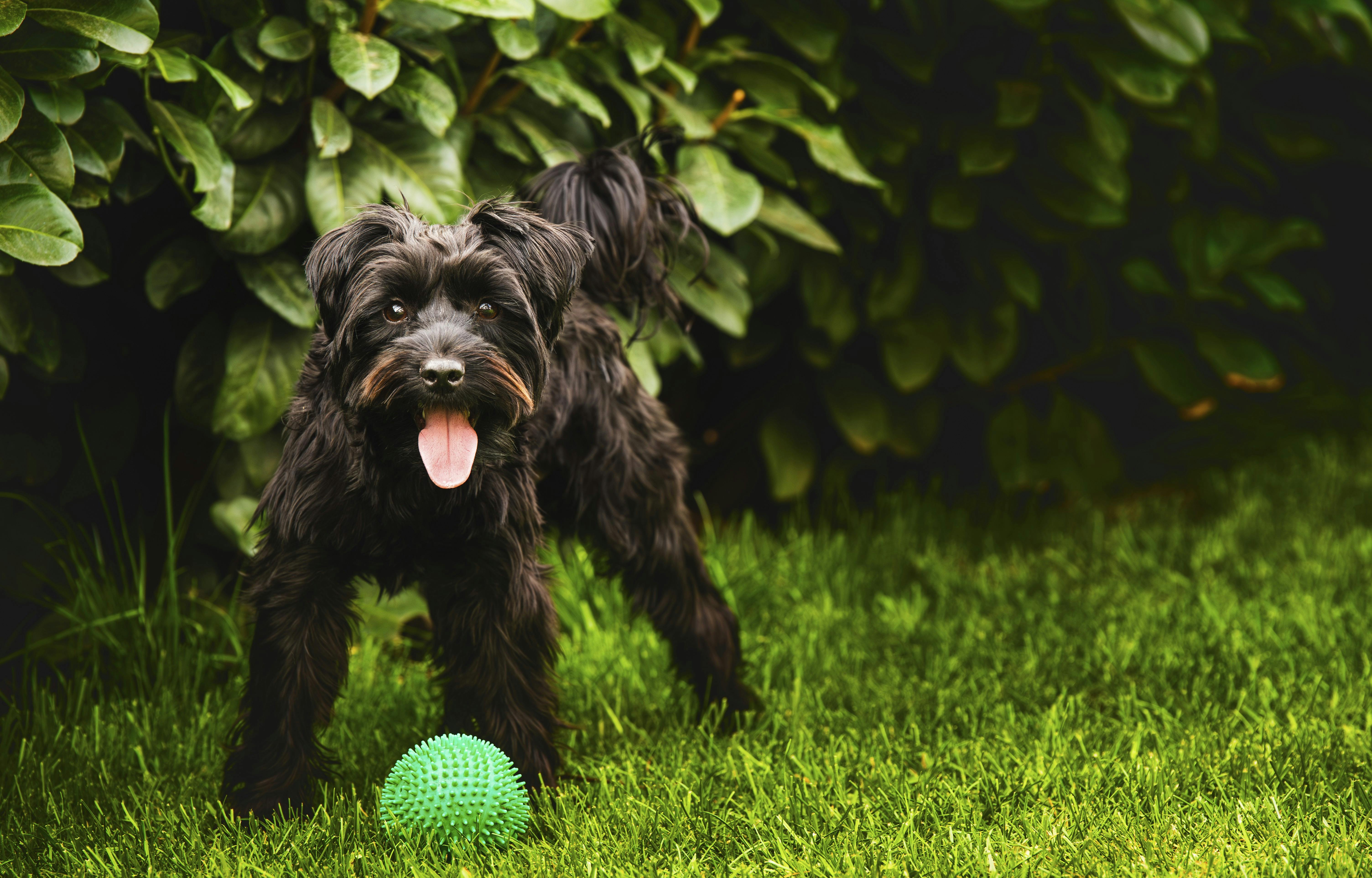 Foto af hund med bold