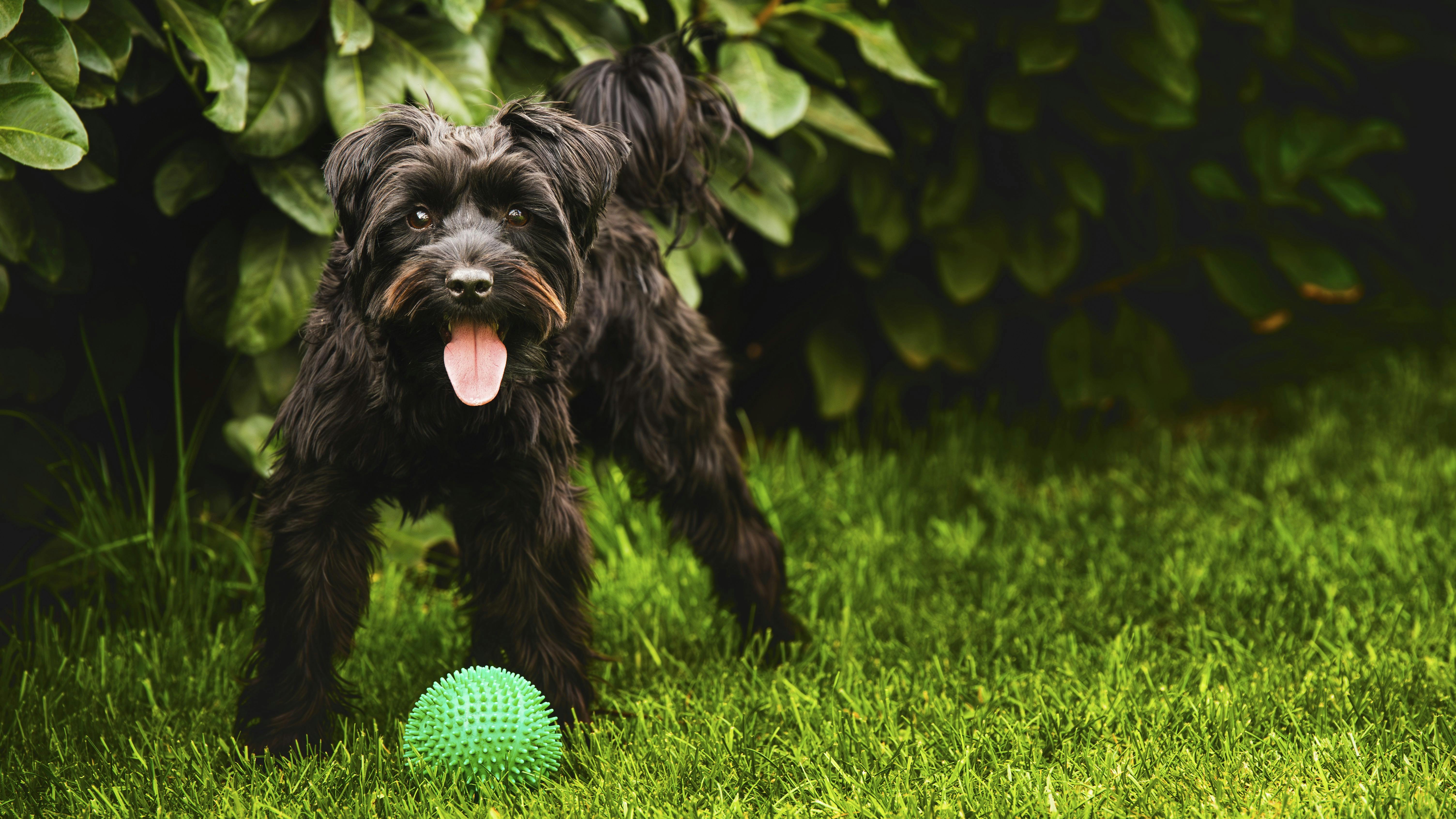 Foto af hund med bold