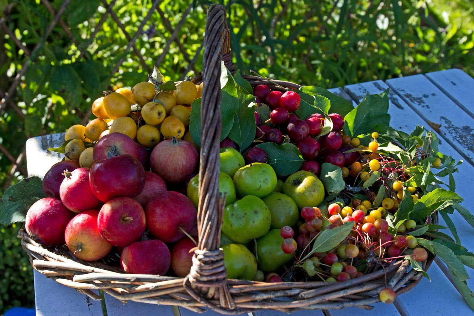 En kurv fyldt med forskellige frugter.