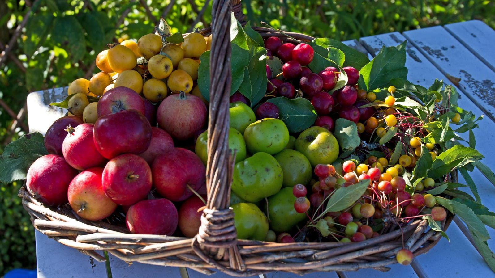 En kurv fyldt med forskellige frugter.