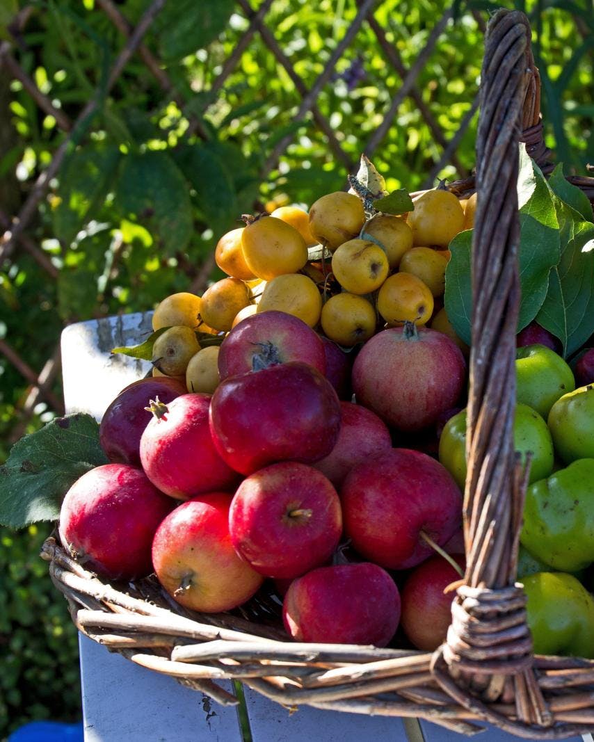 En kurv fyldt med forskellige frugter.
