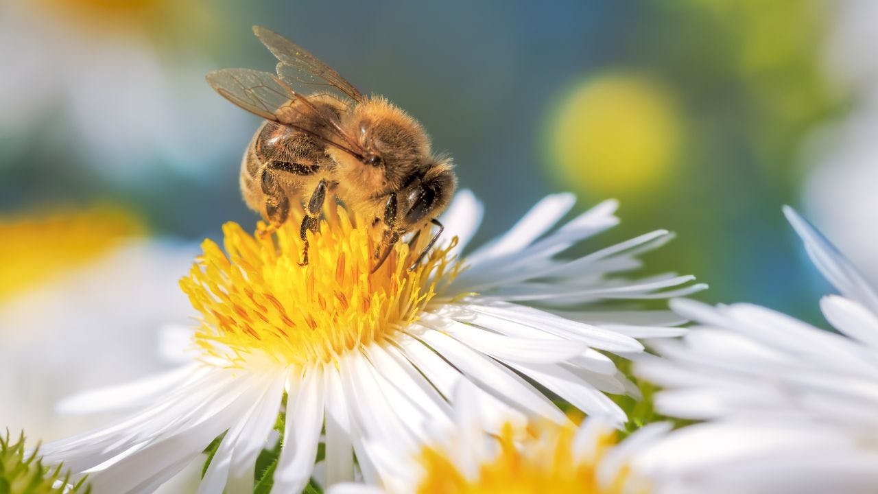 En bi sidder på en hvid og gul blomst