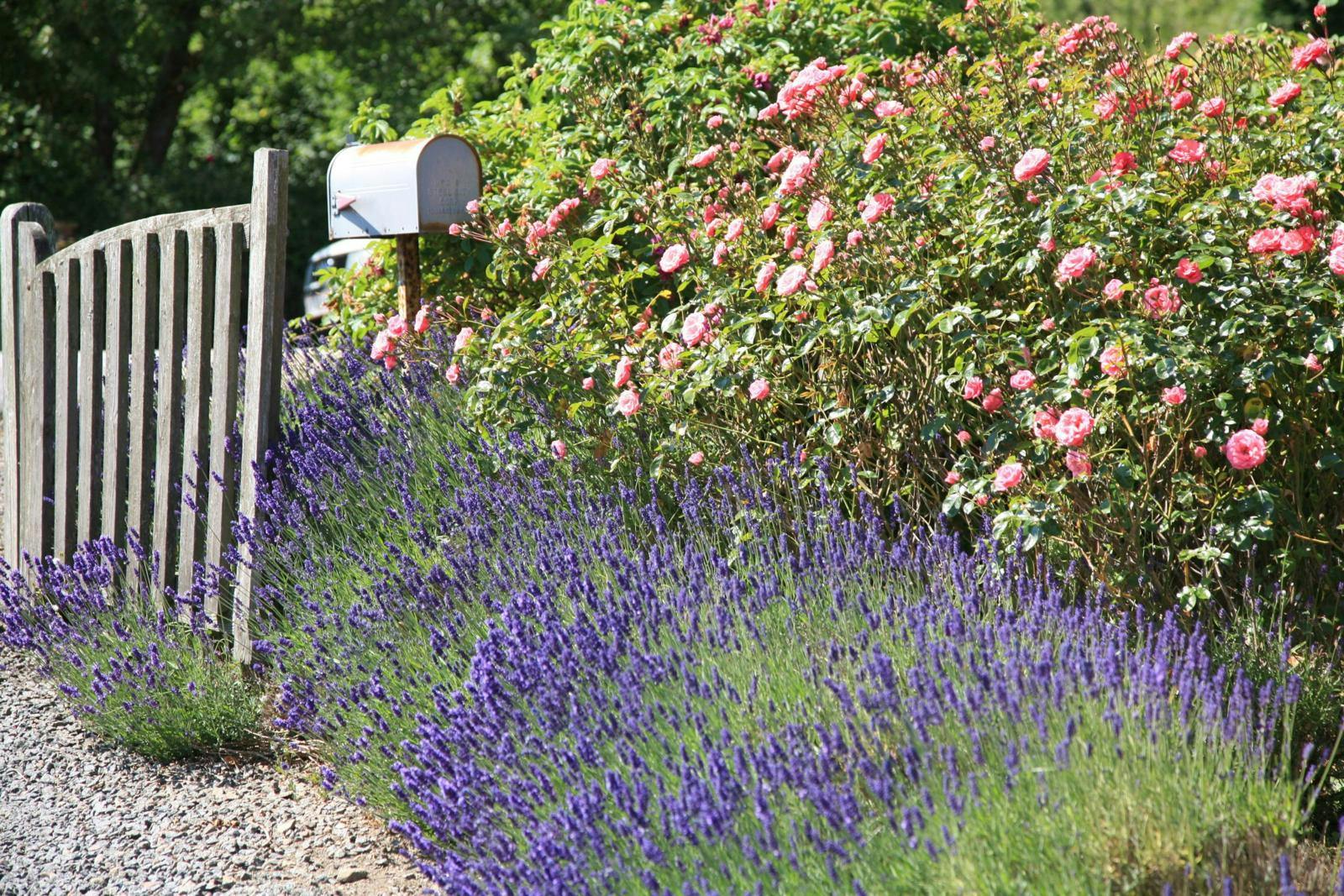 Et blomsterbed med lilla og lyserøde blomster.