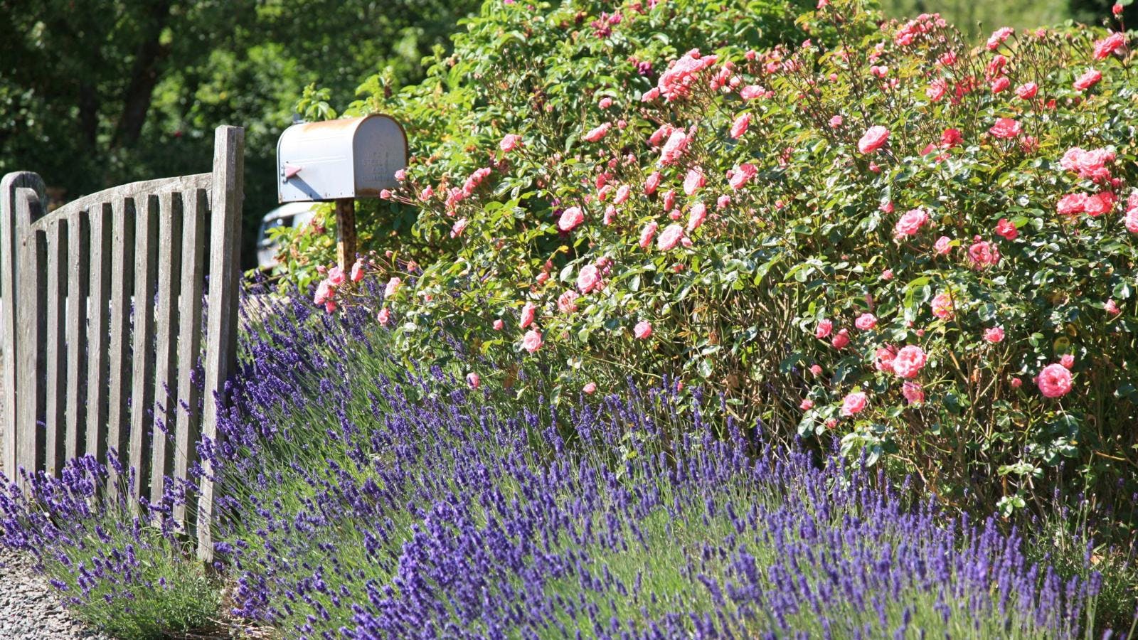 Et blomsterbed med lilla og lyserøde blomster.