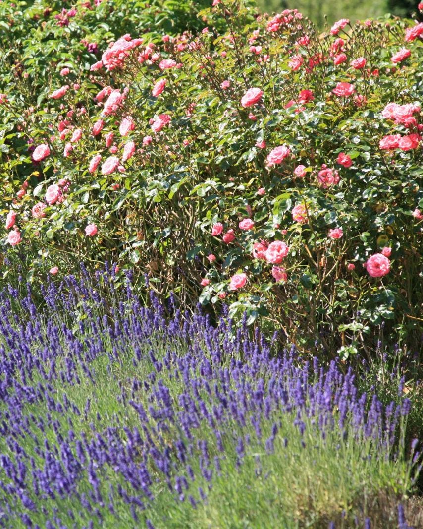 Et blomsterbed med lilla og lyserøde blomster.