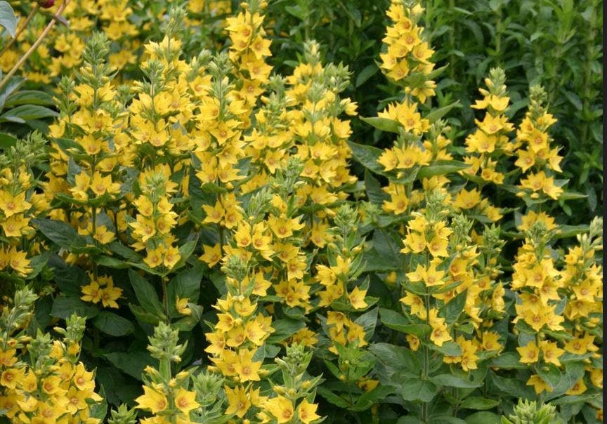 En masse høje, gule blomster i et bed.