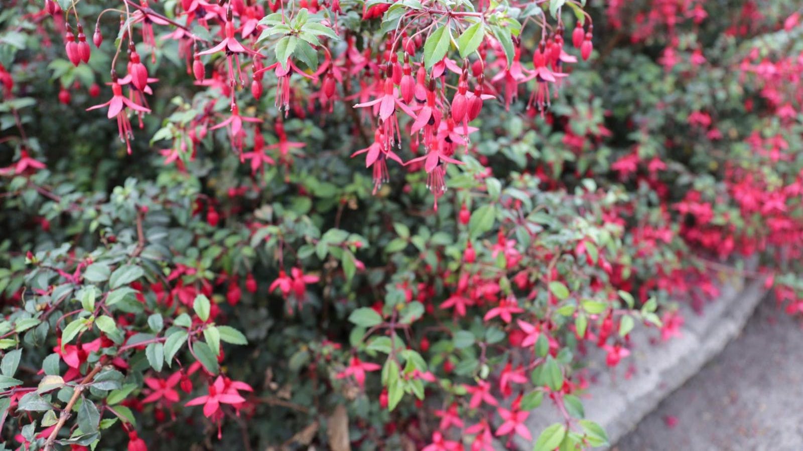 En stor busk med røde blomster