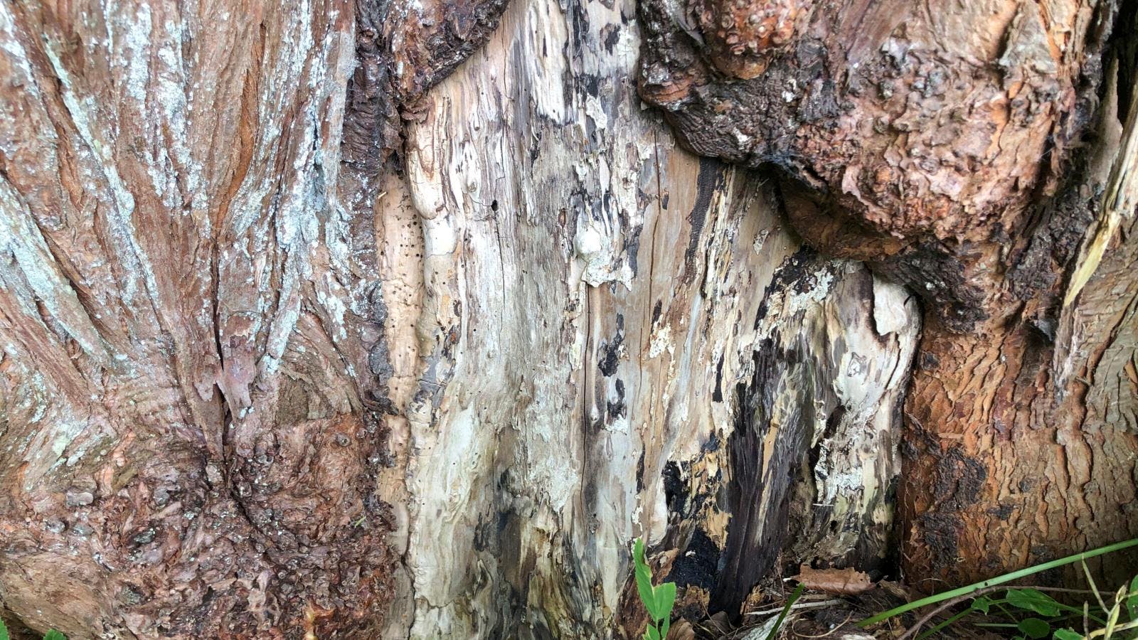 En rådden træstamme set helt tæt på.