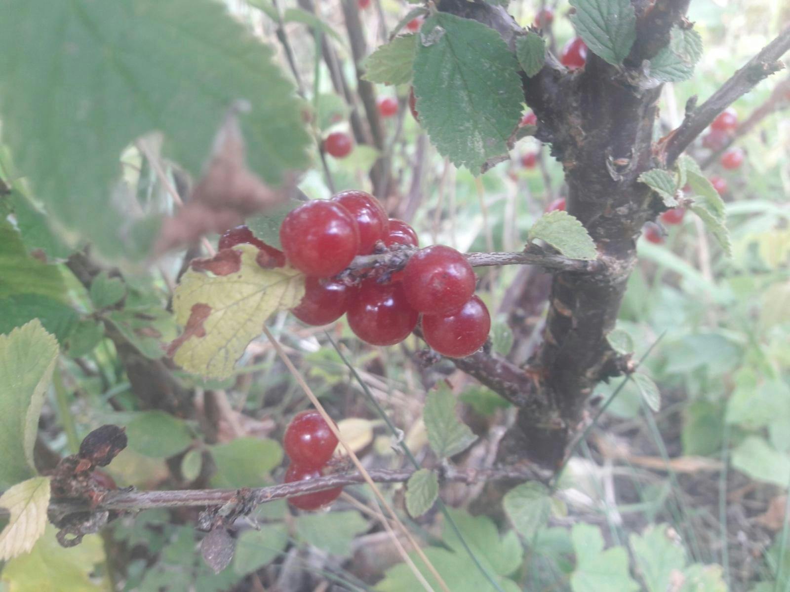 Nogle klare røde bær på en busk.