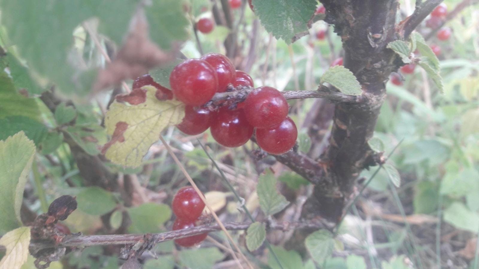 Nogle klare røde bær på en busk.