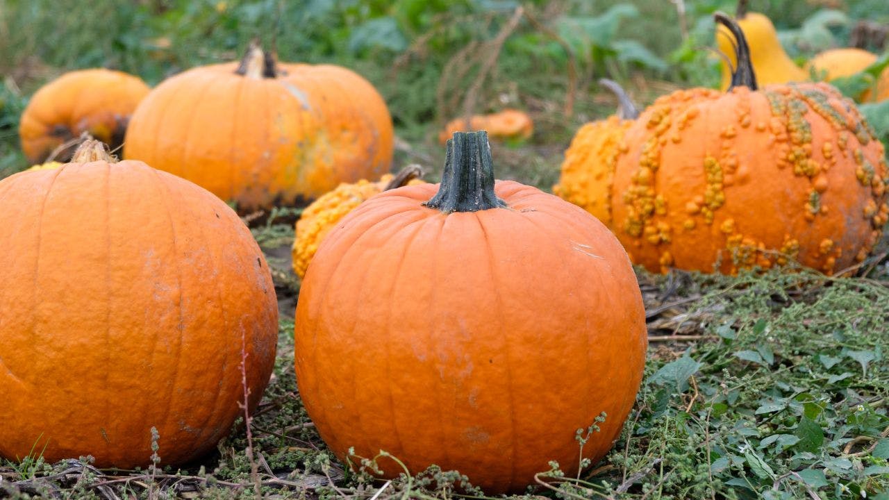 Flere græskar på grønt græs