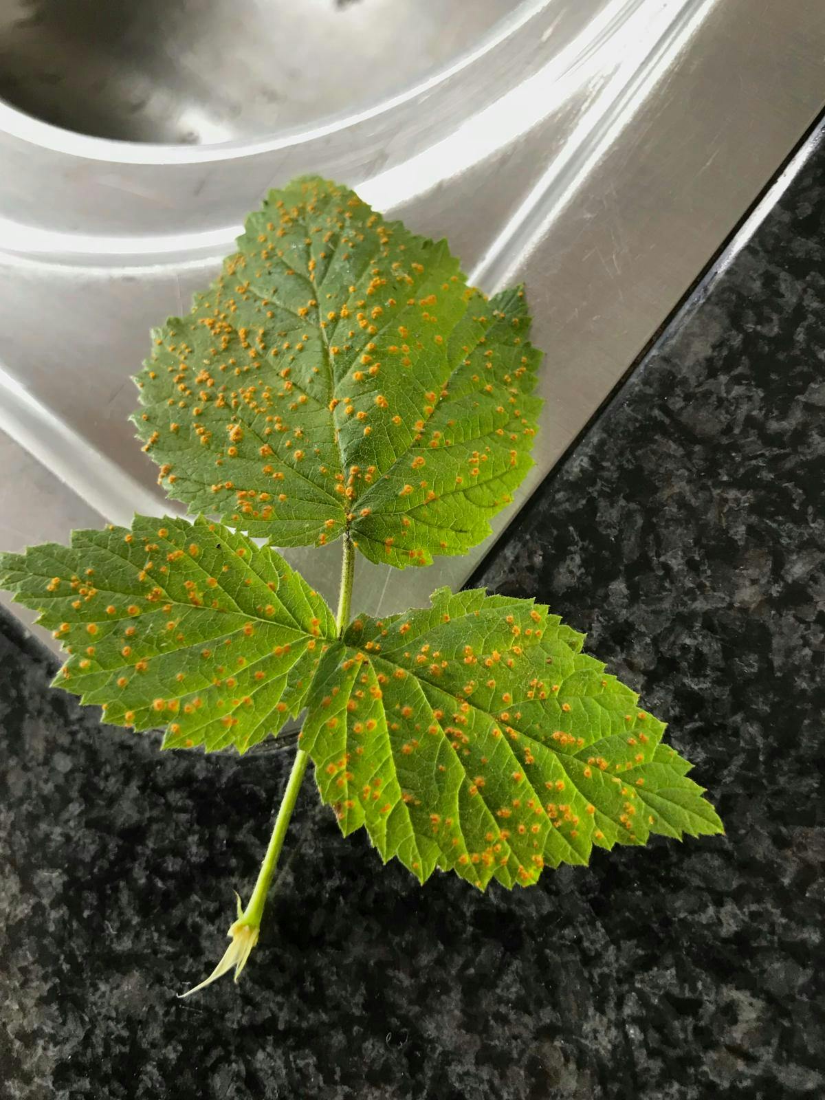 Et hindbærblad med brune pletter