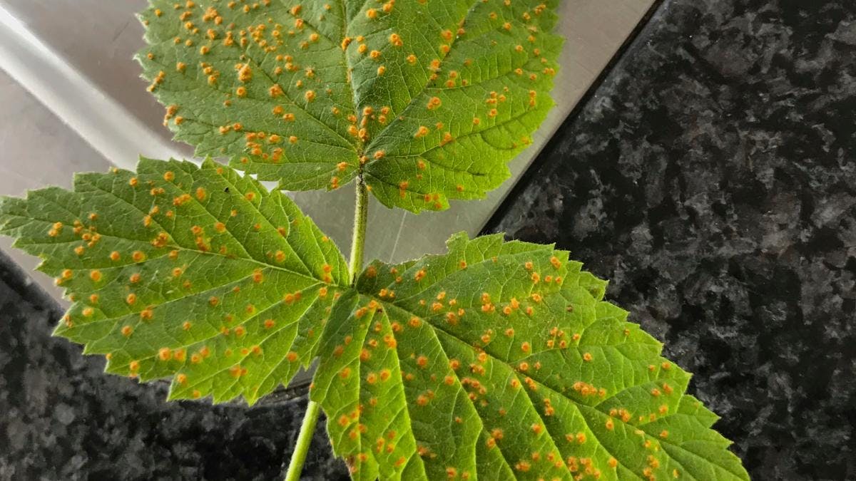 Et hindbærblad med brune pletter