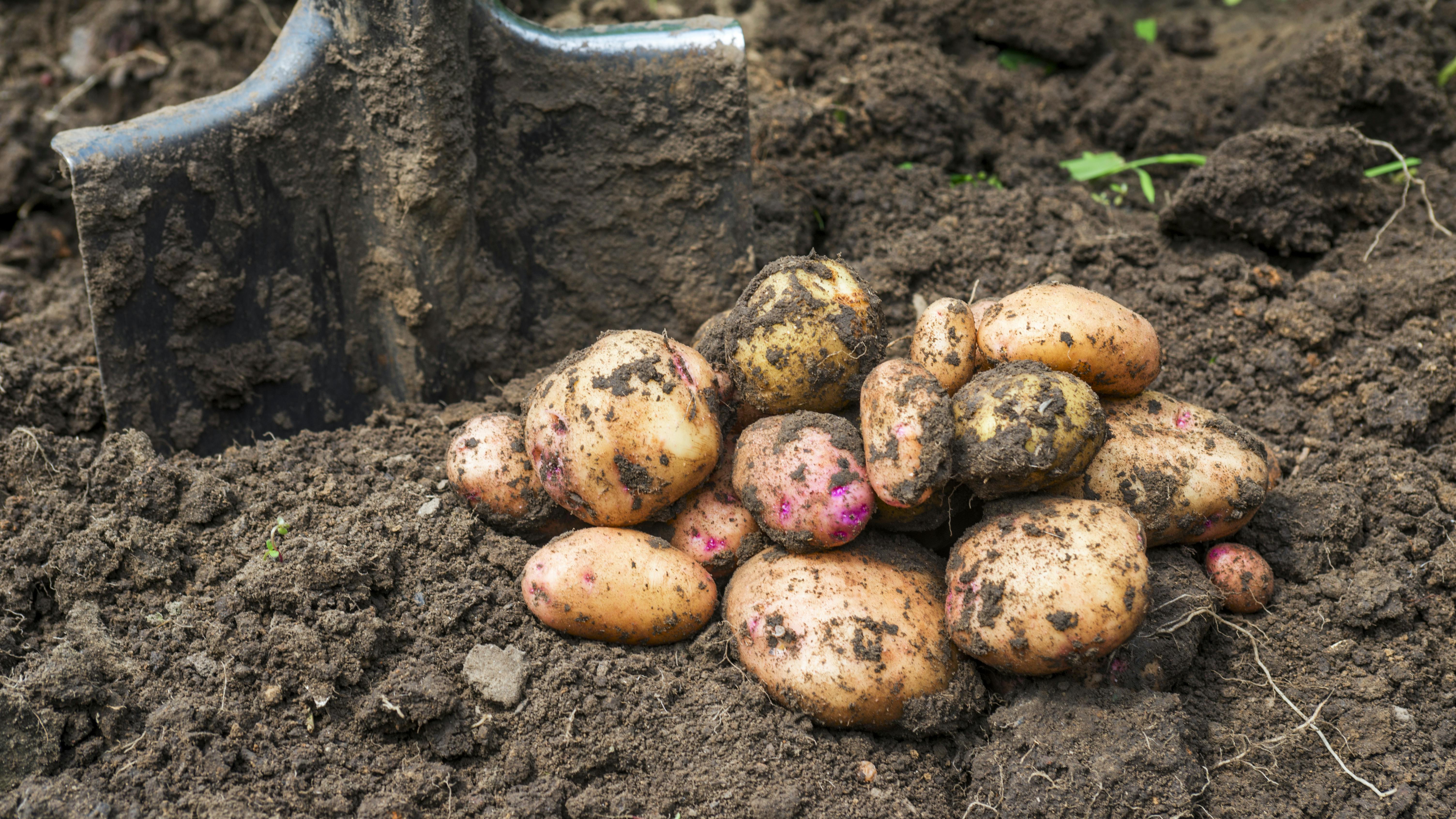 Kartofler ligger på jorden med skovl i baggrunden