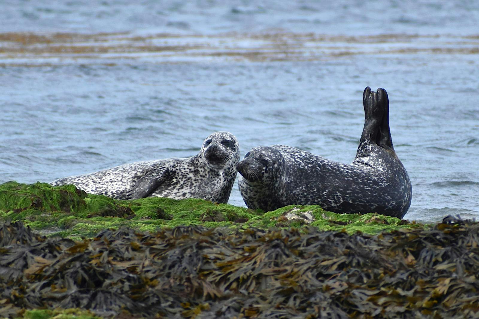 To sæler, der ligger på noget græs ved siden af vandet.