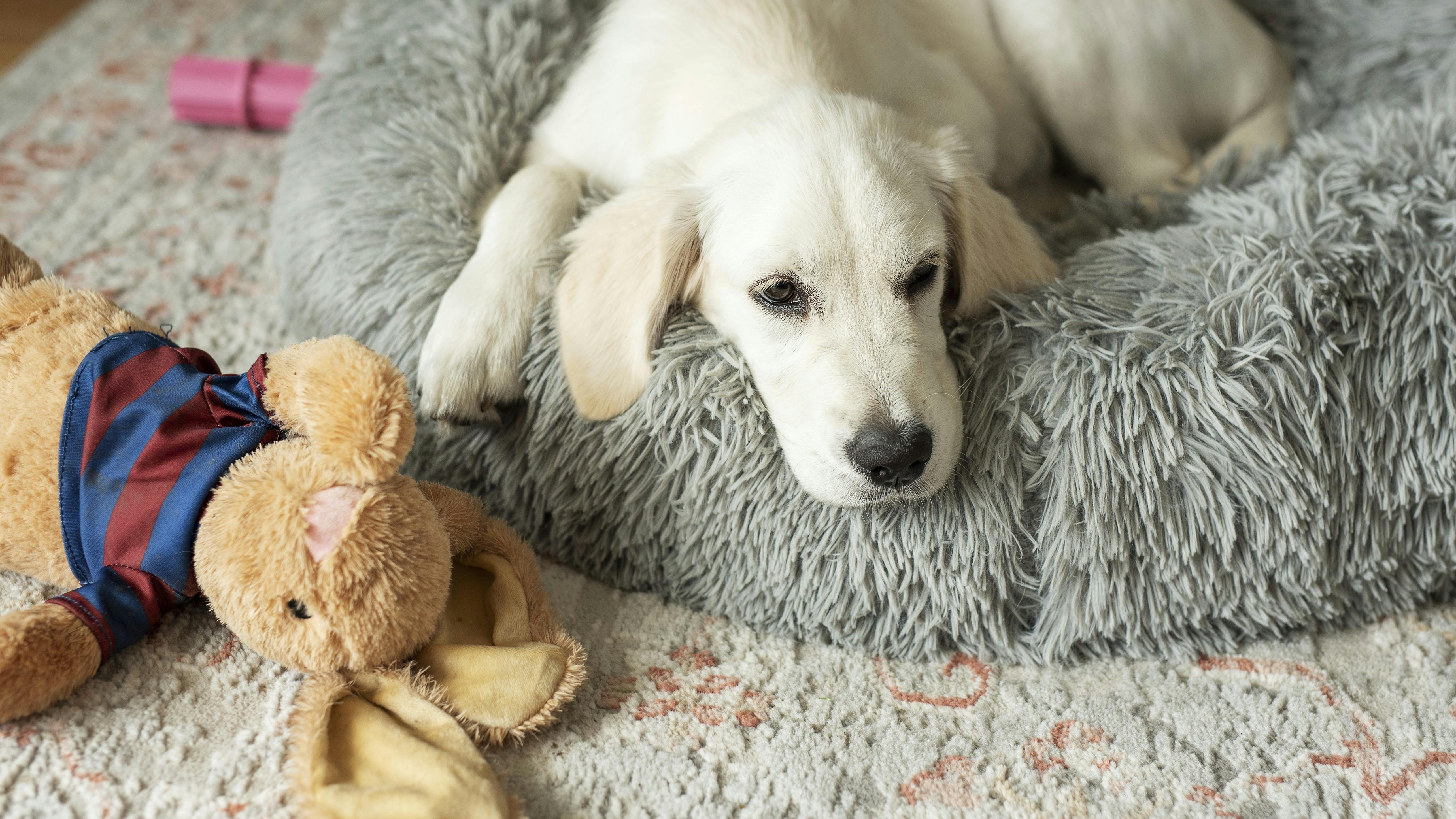 Foto af hund i sin kurv